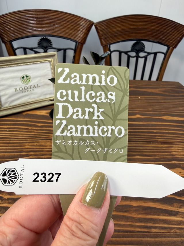 ★2327 【締まる黒の世界】ザミオクルカス　ダークザミクロ（3号ポット）