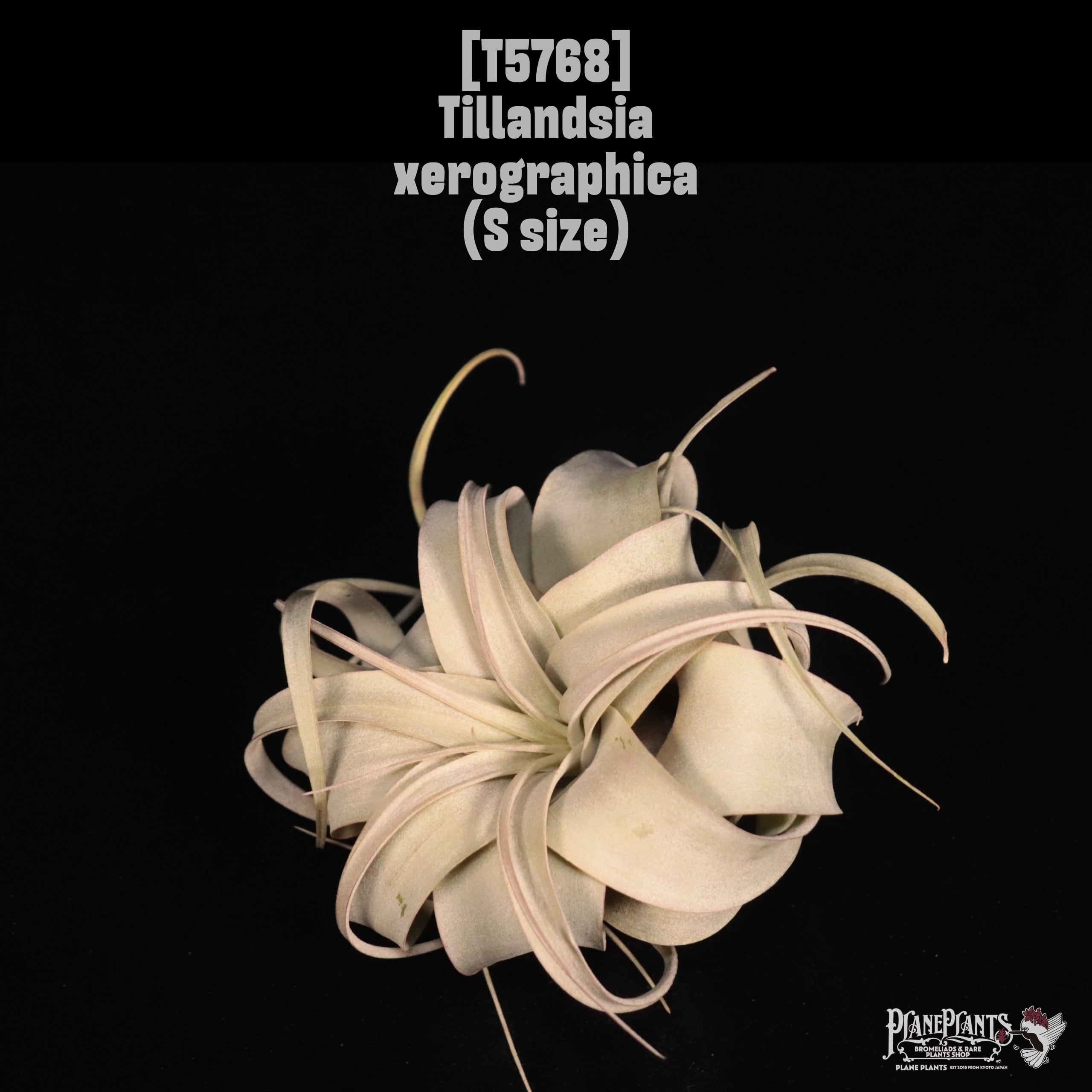 Tillandsia xerographica S 〔ティランジア〕T5768