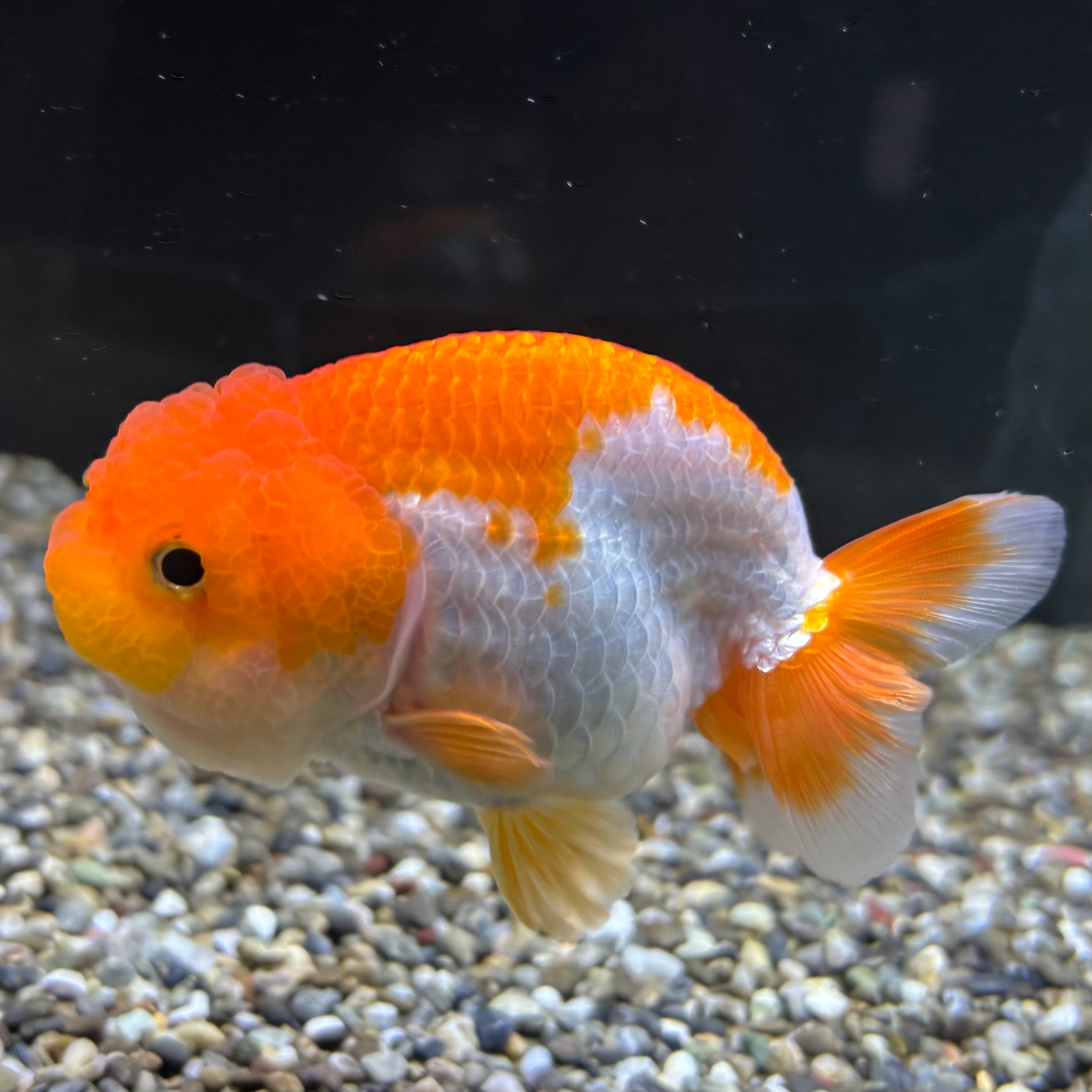 中国 緑釉魚絵水注　u6221009 中国 緑釉魚絵水注 u6221009 中国 緑釉魚絵水注 u6221009 - メルカリ