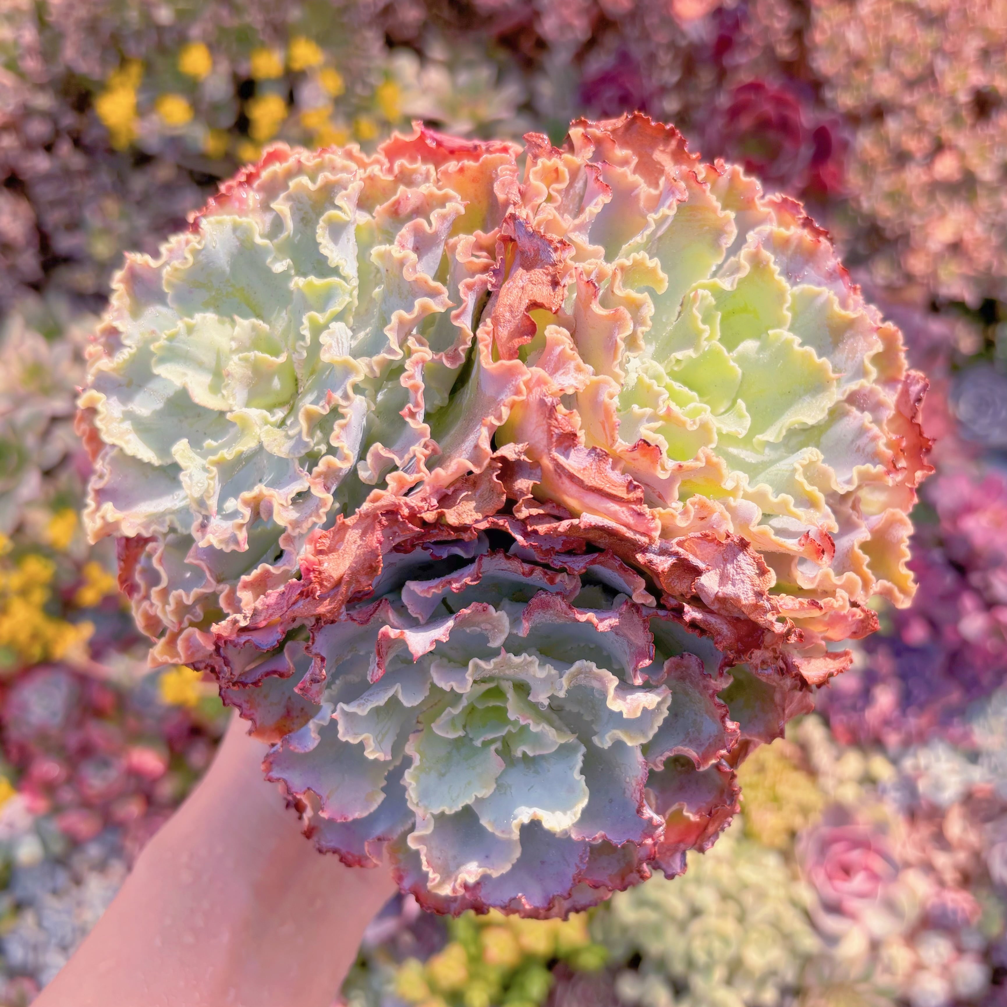 多肉植物　Blue Curls　大群生　新入荷　るる農園