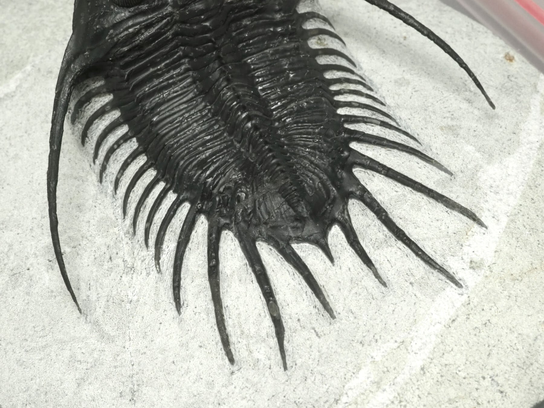 Yahoo!オークション 三葉虫 化石 Psychopyge Acadoparadoxides - 三