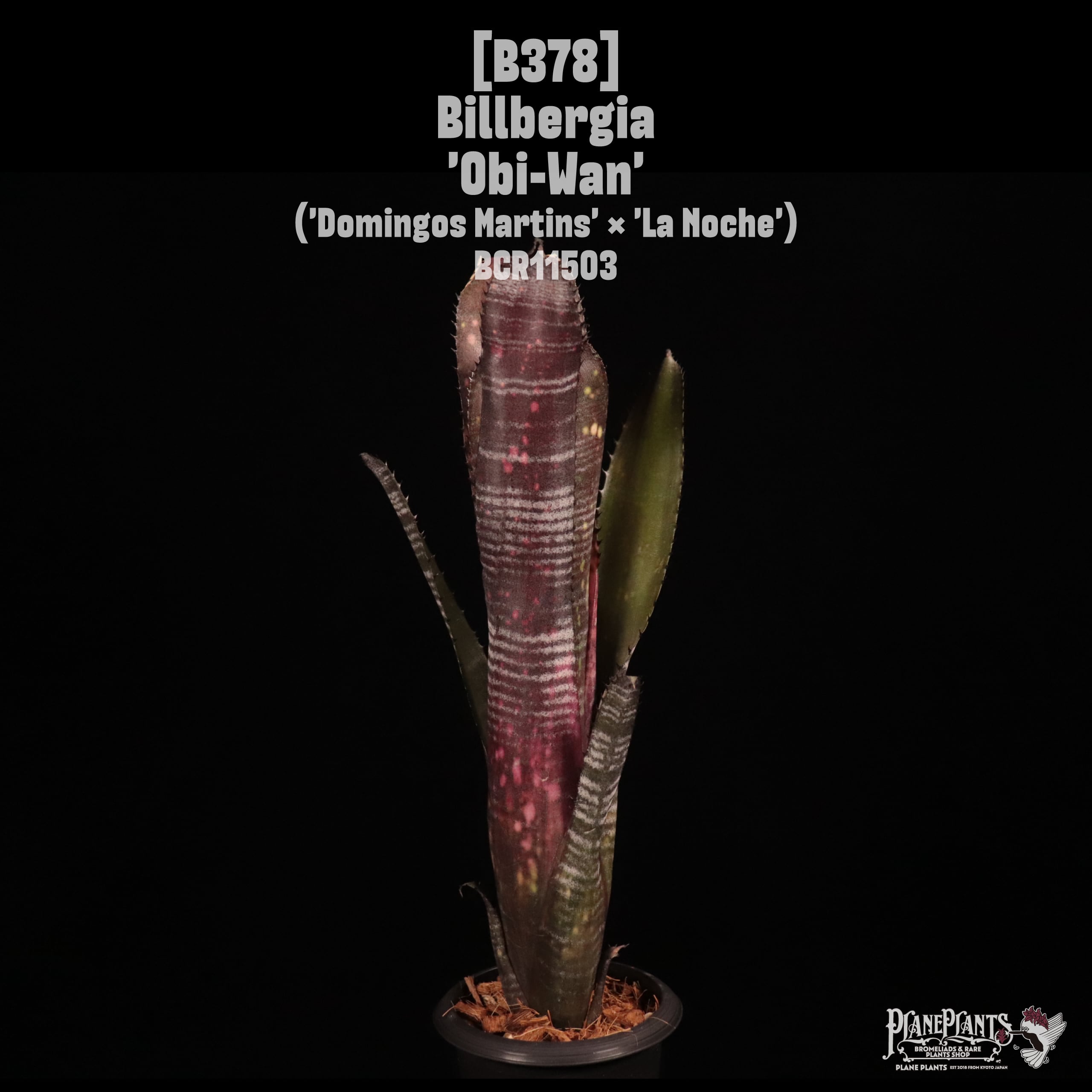 Billbergia 'Obi-Wan'〔ビルベルギア〕B378