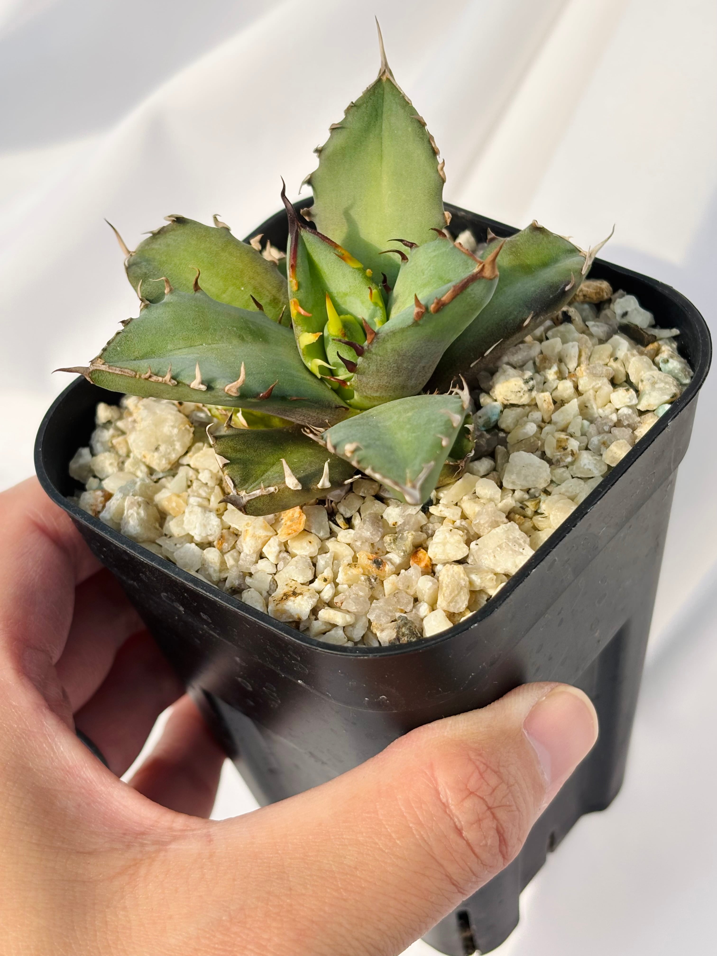 アガベ　チタノタ　オテロイ実生　未選別　オテロイ　多肉植物 アガベ チタノタ オテロイ 