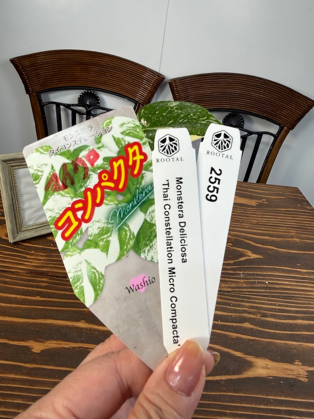 ★2559【コンパクタの最上級】モンステラ　タイコンステレーションマイクロコンパクタ（3.5号硬質ポット）