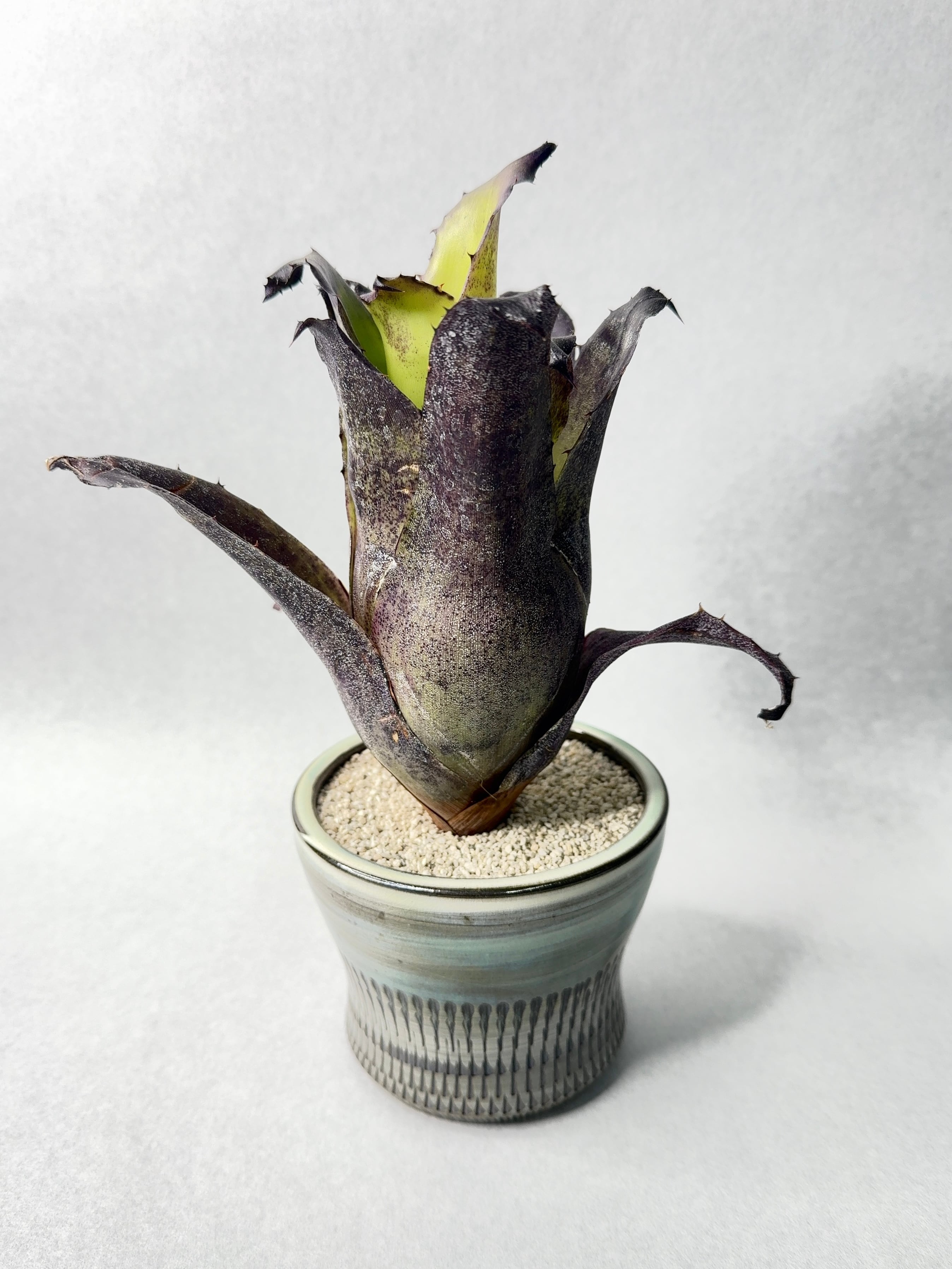 レオポルドホルスティ・ブラックフォーム