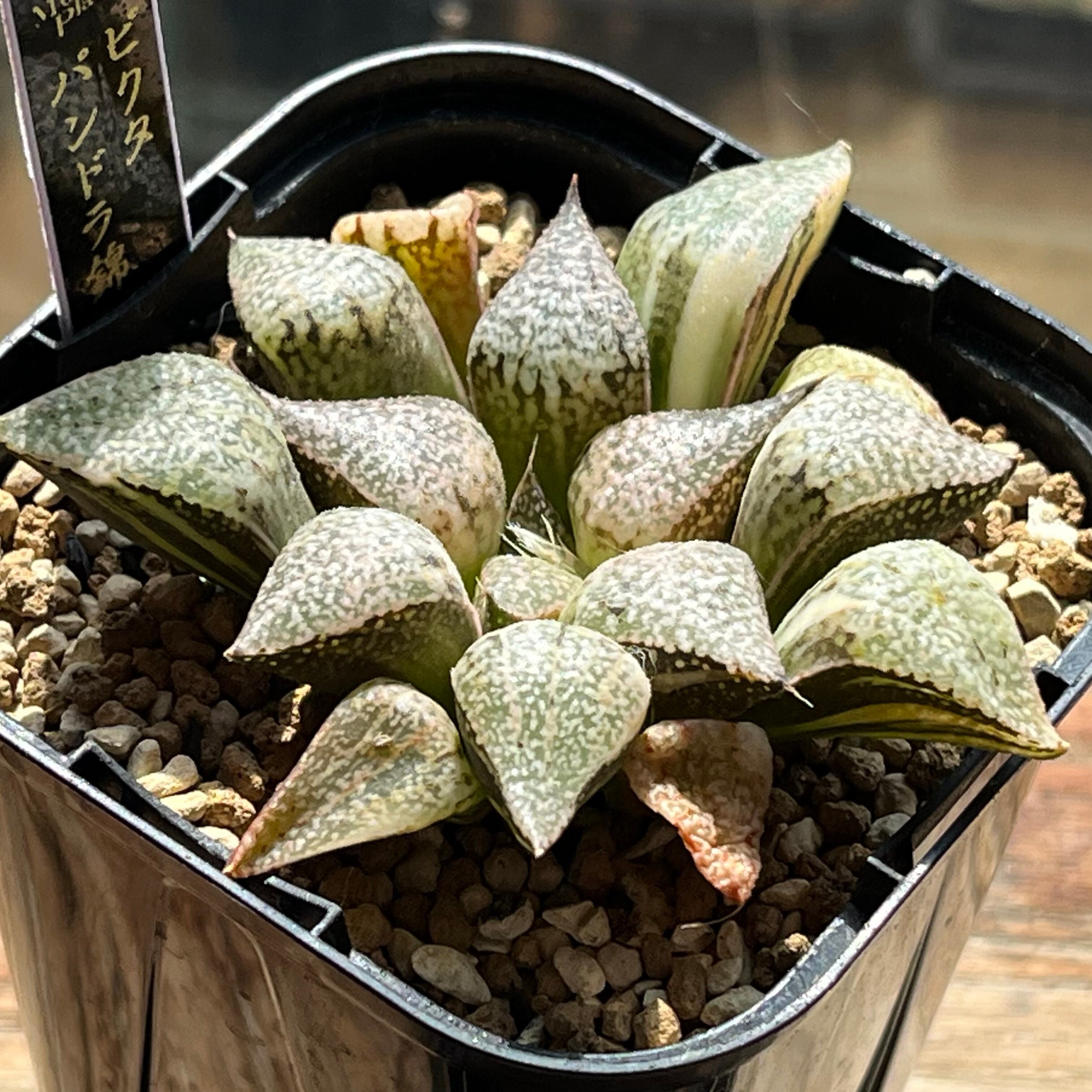 じ*む様 多肉植物　ハオルチア　赤太陽錦　極上斑　親株　子株付き ハオルチア オブツーサ錦 赤太陽 | mocono_plants