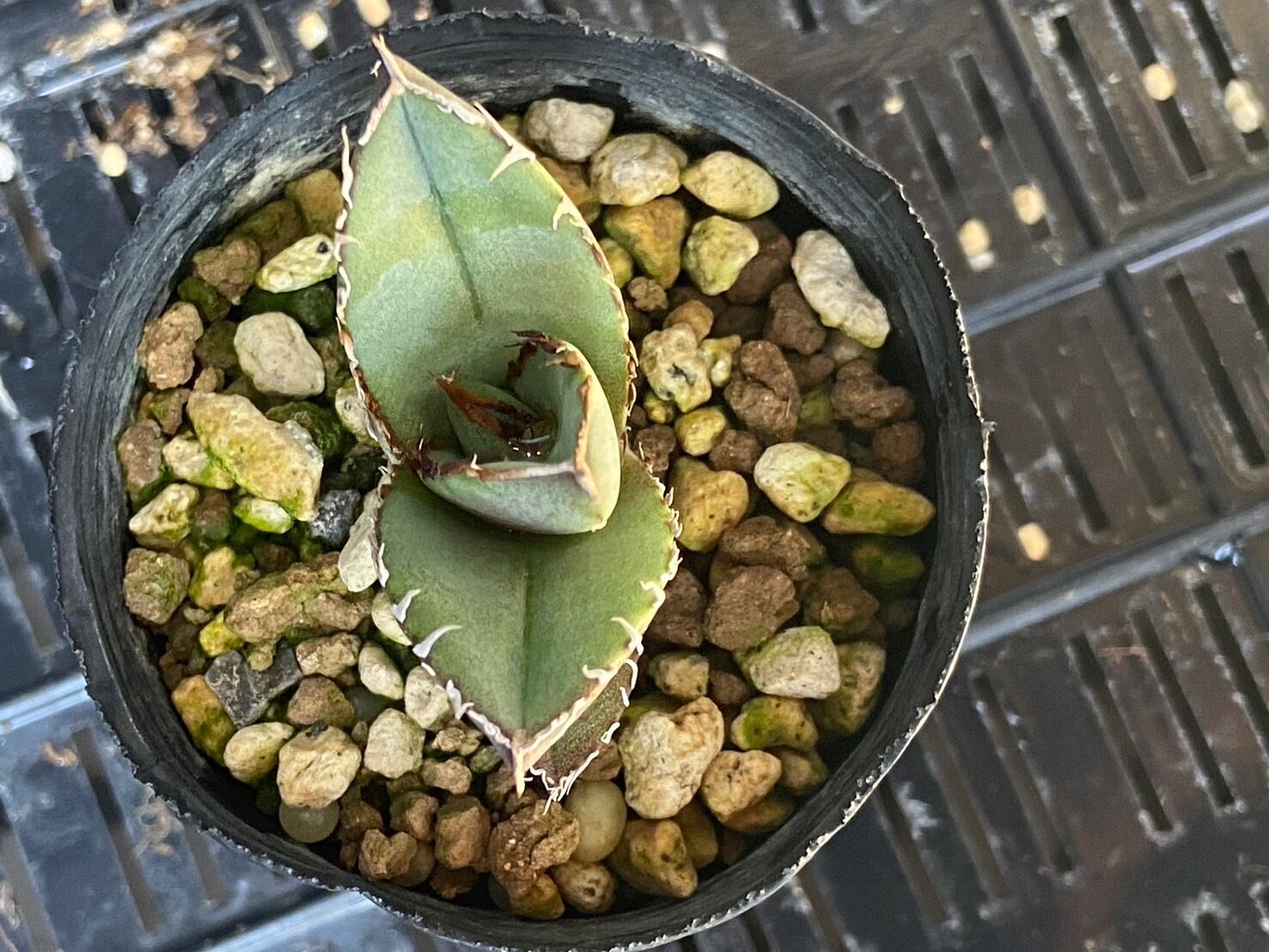 【 F-7 】oteroi seedling ①