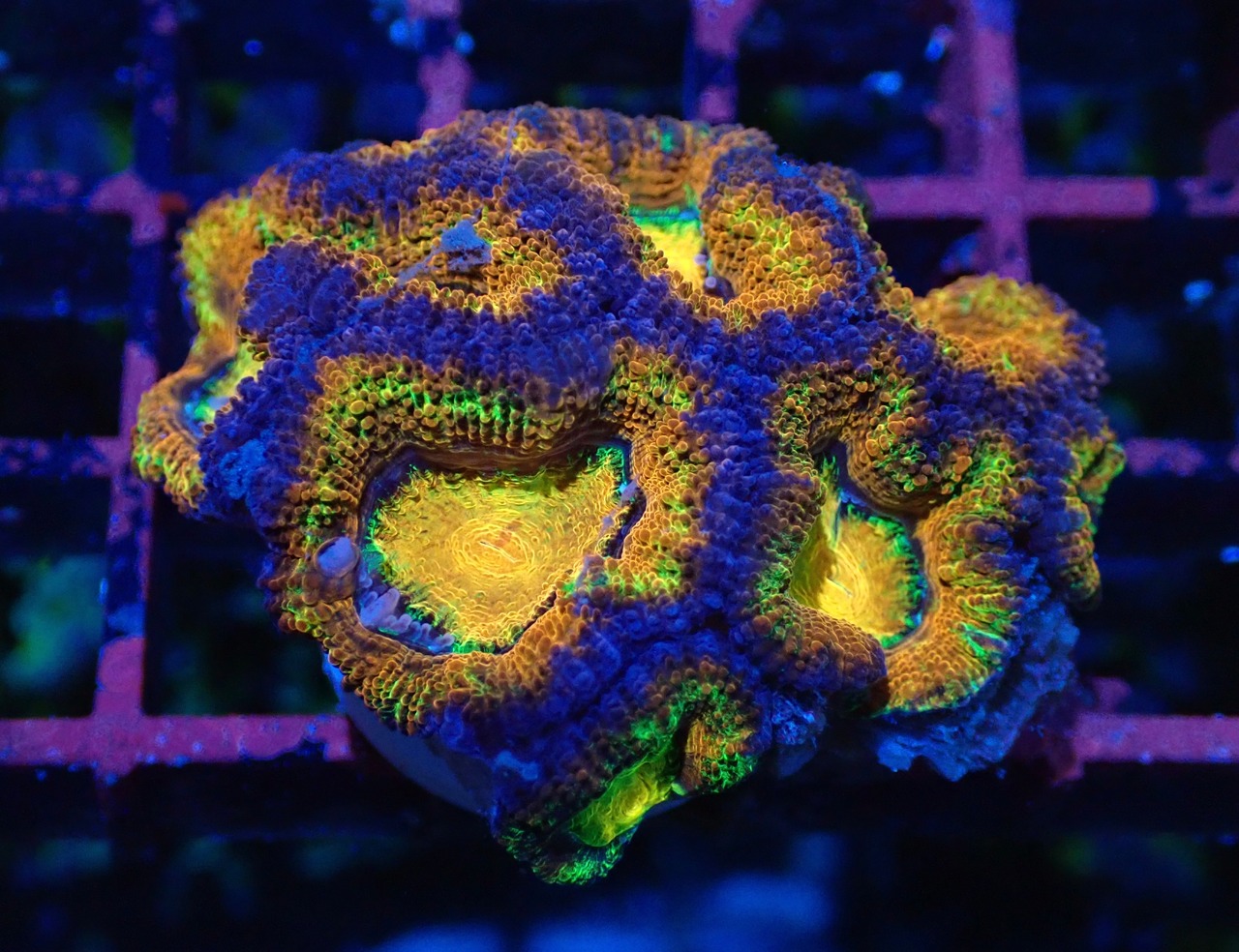 Loadhowensis PremiumRainbow Frag 17