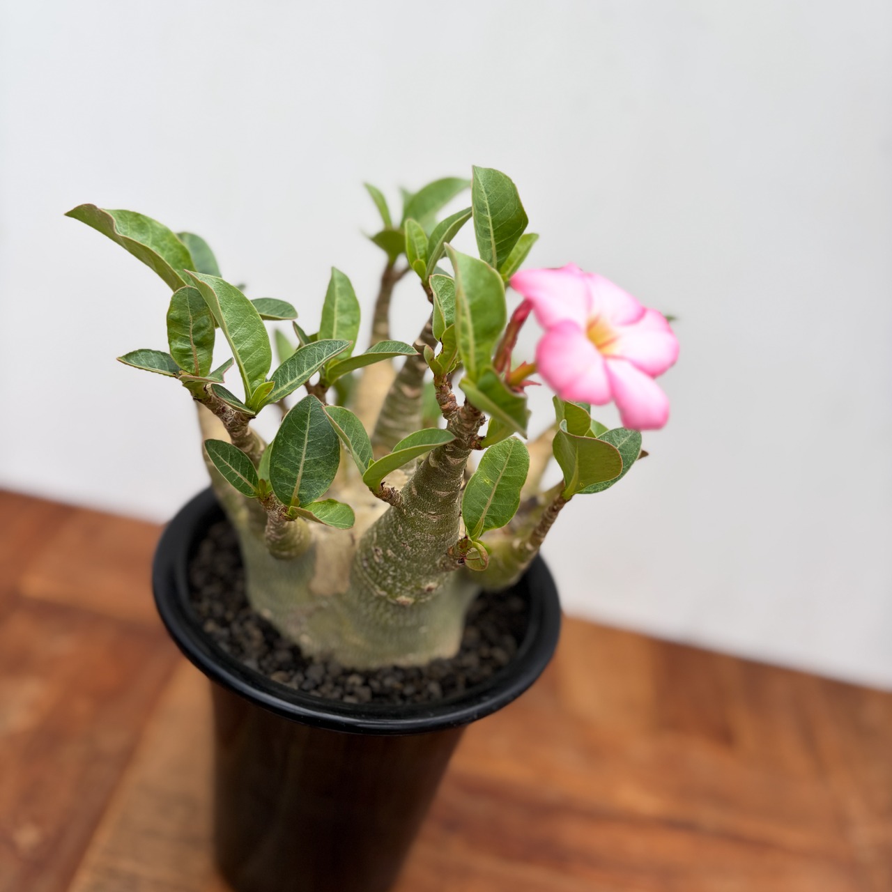 Adenium arabicum  "Super Dwarf" 【アデニウム・アラビカム・ドワーフ】
