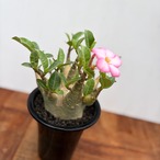 Adenium arabicum  "Super Dwarf" 【アデニウム・アラビカム・ドワーフ】