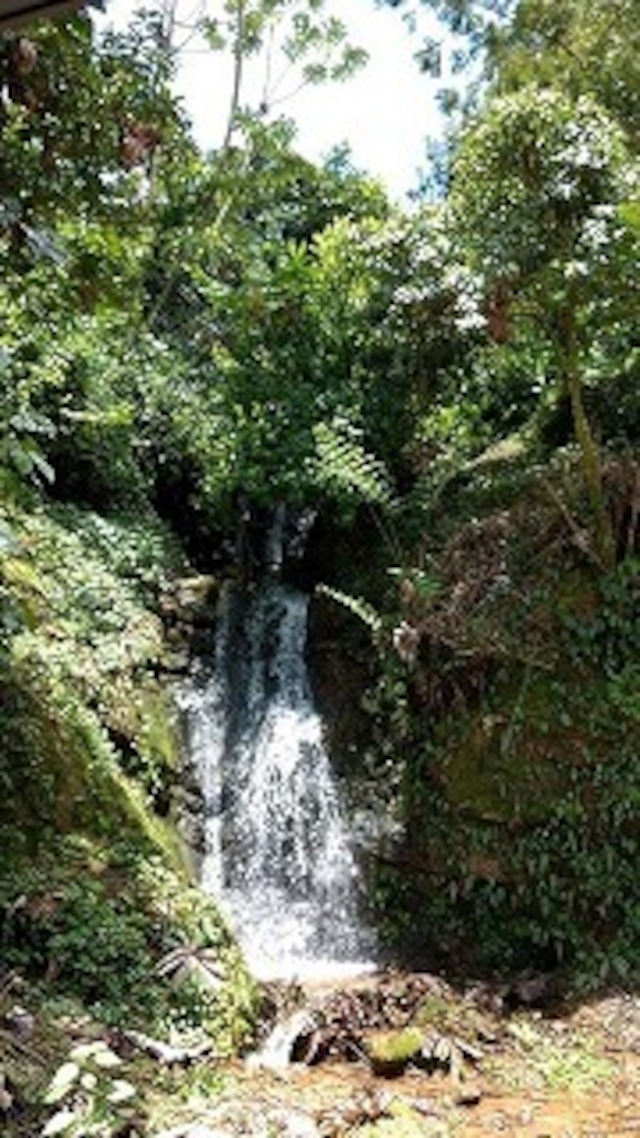 グアテマラ　プロヴィデンシア農園Ⅱ　パカマラウォッシュ　　200g