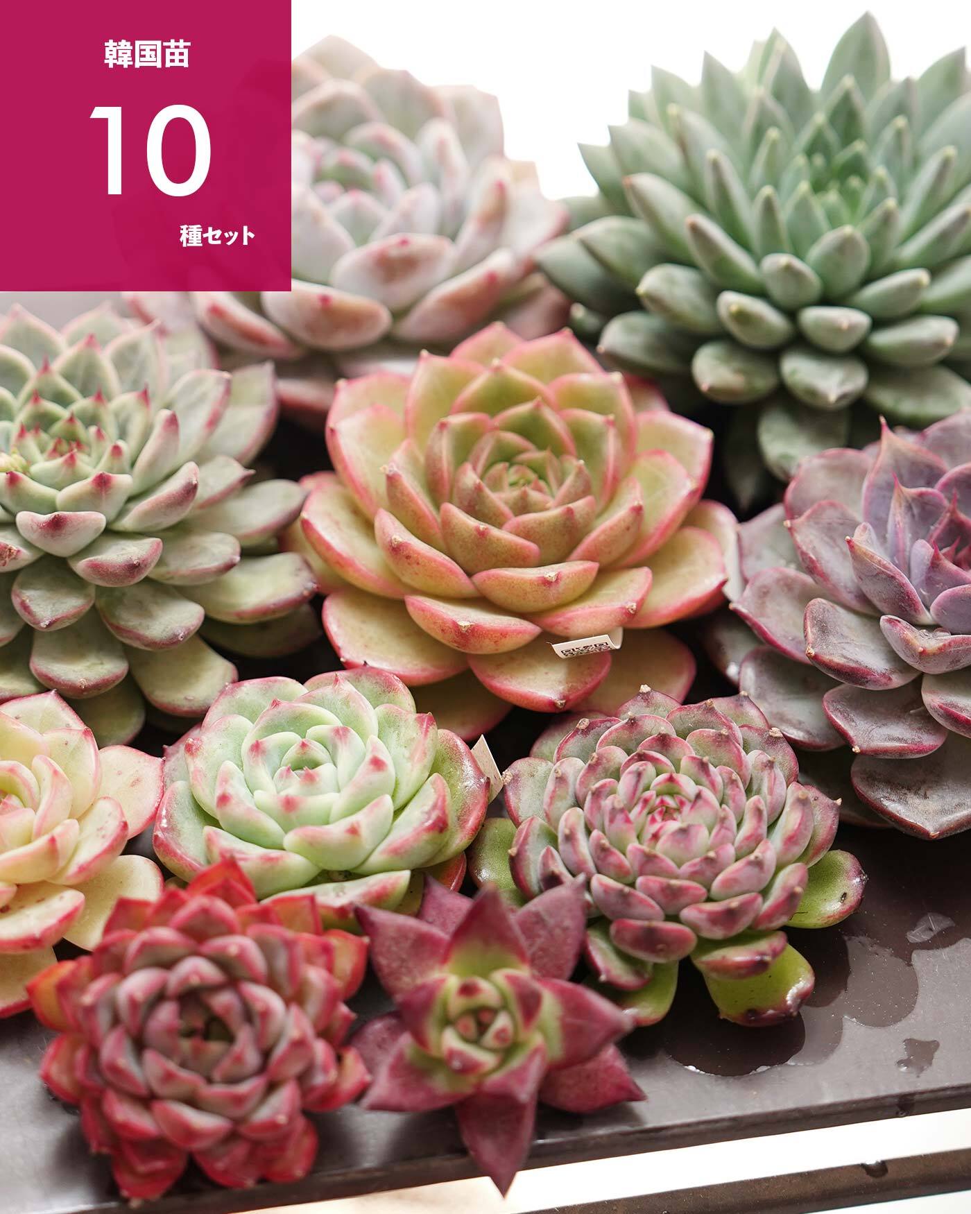 レア種・新品種 | PUKUBOOK SUCCULENTS