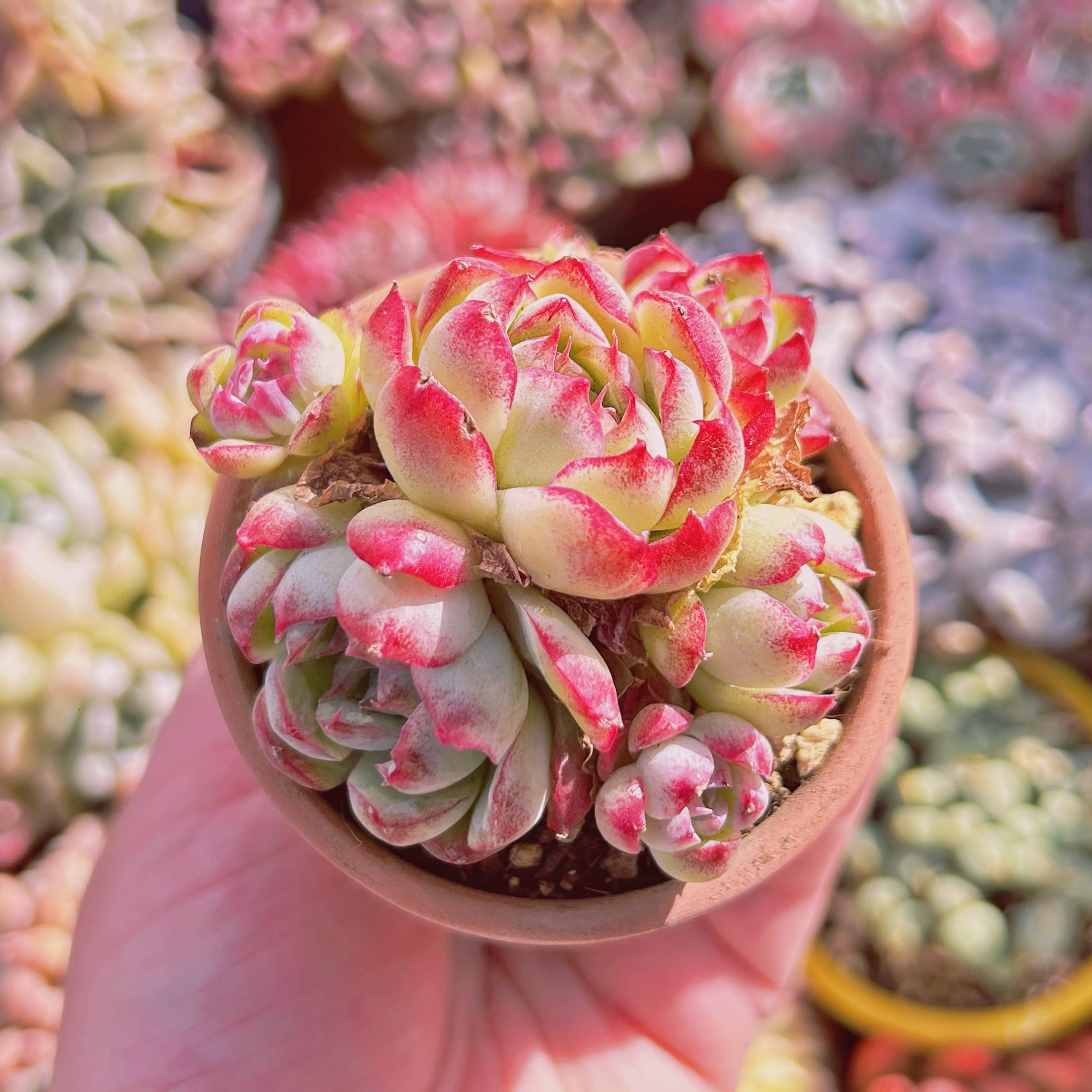 #229現物　多肉植物　ルビーエッジ