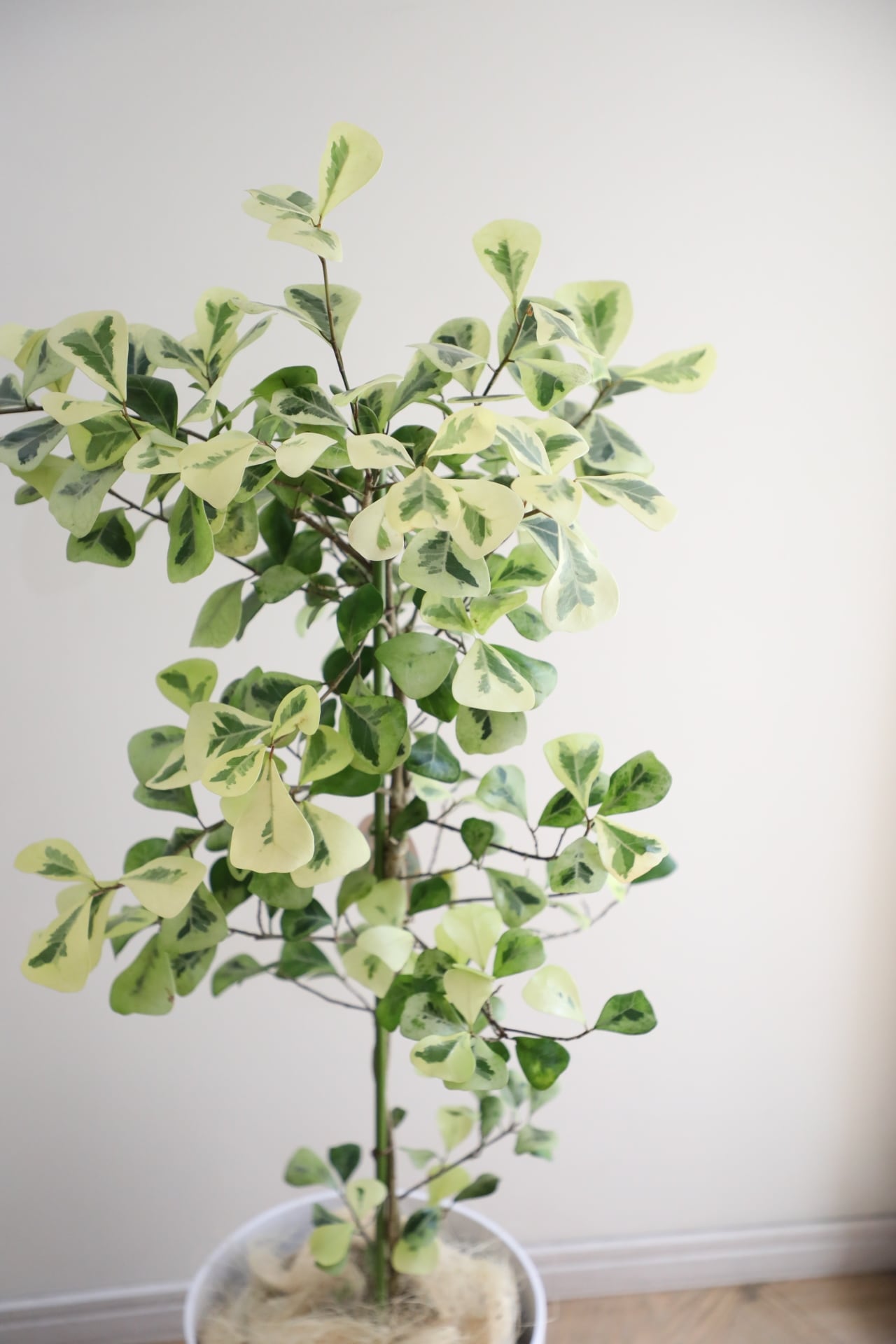 L/120cm】フィカス トライアンギュラリス バリエガータ/Ficus | 【厳選