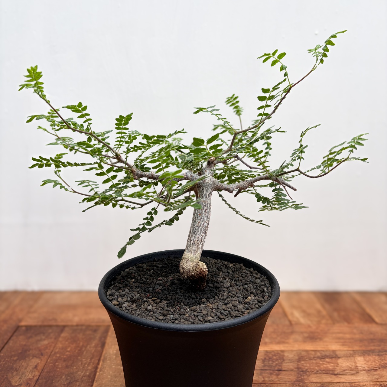 Commiphora monstruosa【コミフォラ・モンストローサ・実生】