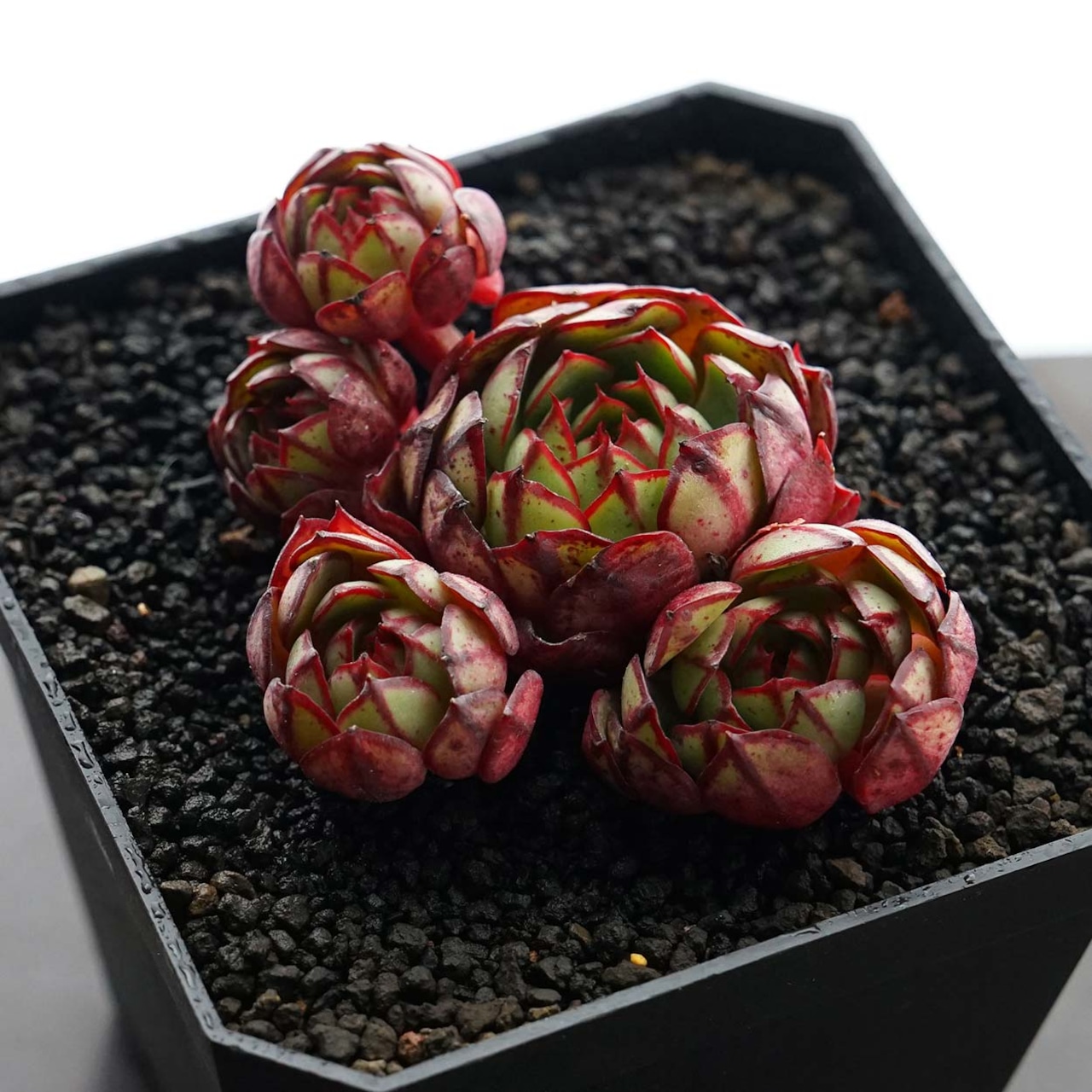 カット苗 エリーシャ 群生株 Echeveria 'Elisha'