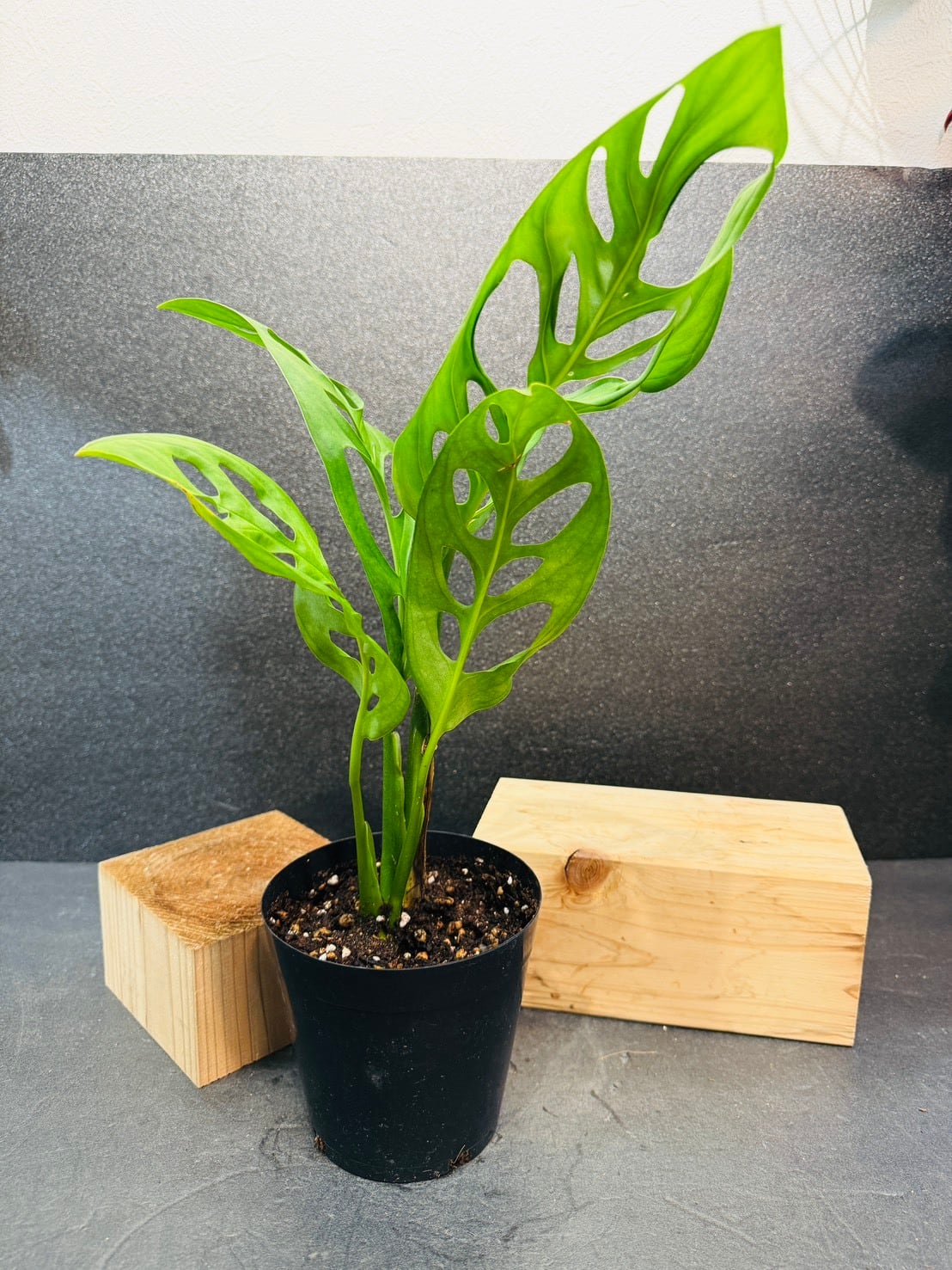 モンステラ・エスケレート 4号 | 観葉植物と雑貨のお店 VIVAGREEN