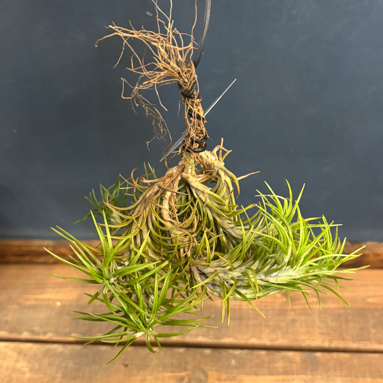 チランジア　アラウジェイ【837】