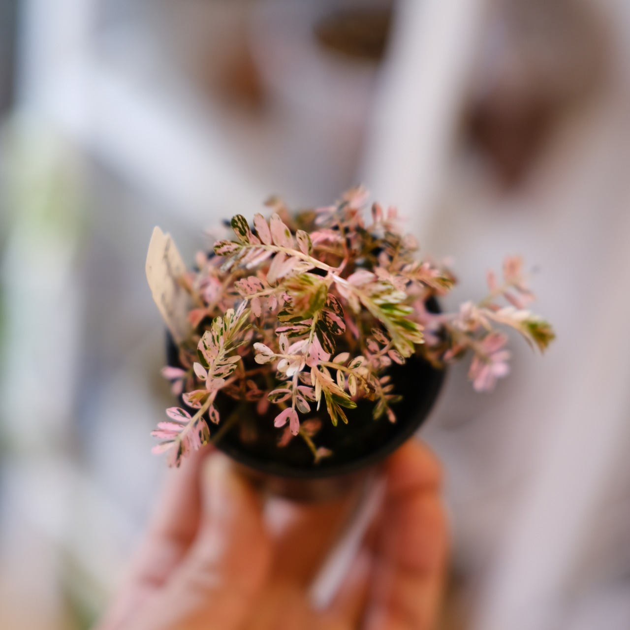 Phyllanthus urinaria 'Pink Variegated'│フィランサス・ウリナリア ピンク斑入り⑥│観葉植物