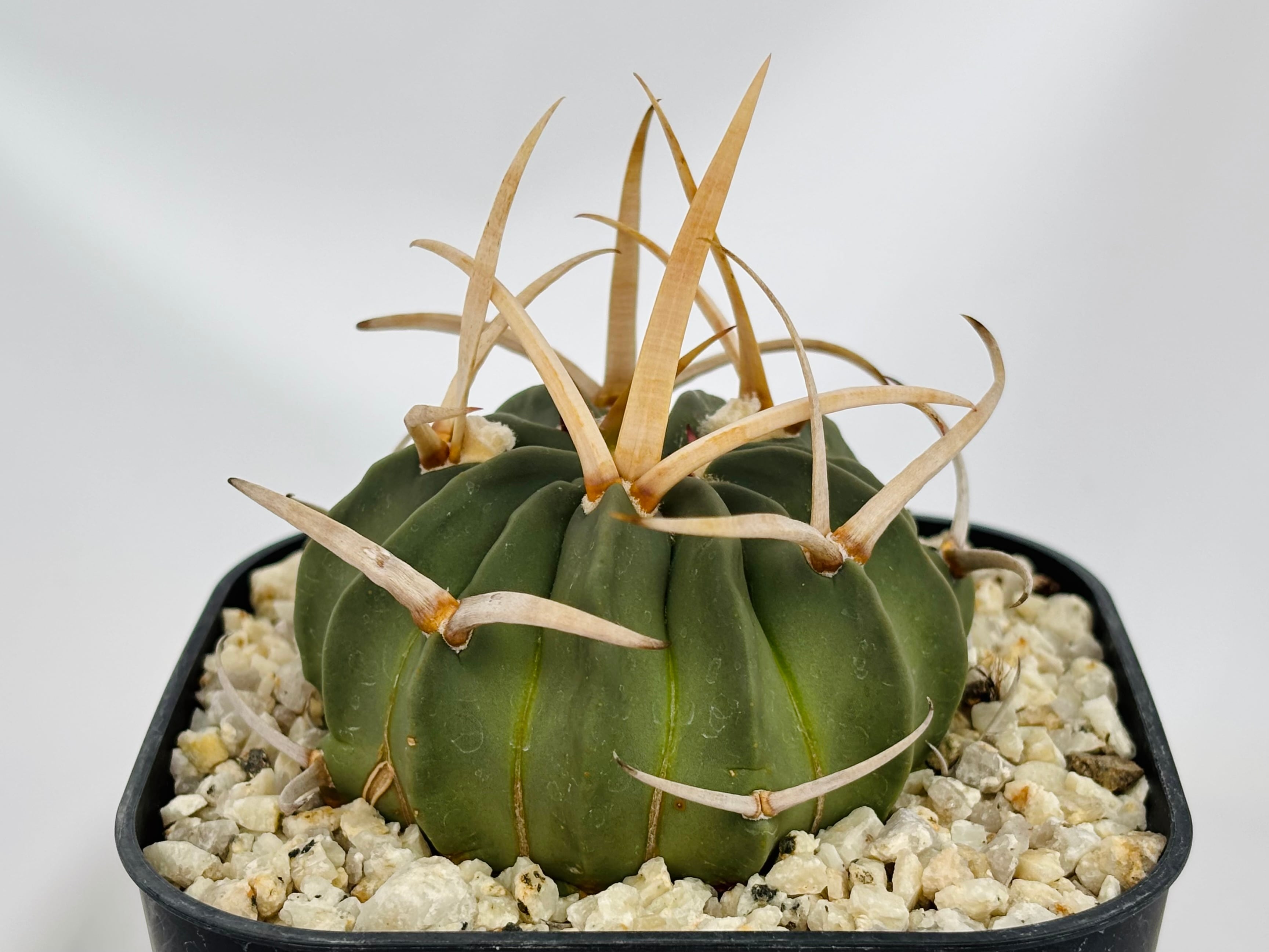 Echinofossulocactus エキノフォスロカクタス 長刺振武玉 サボテン