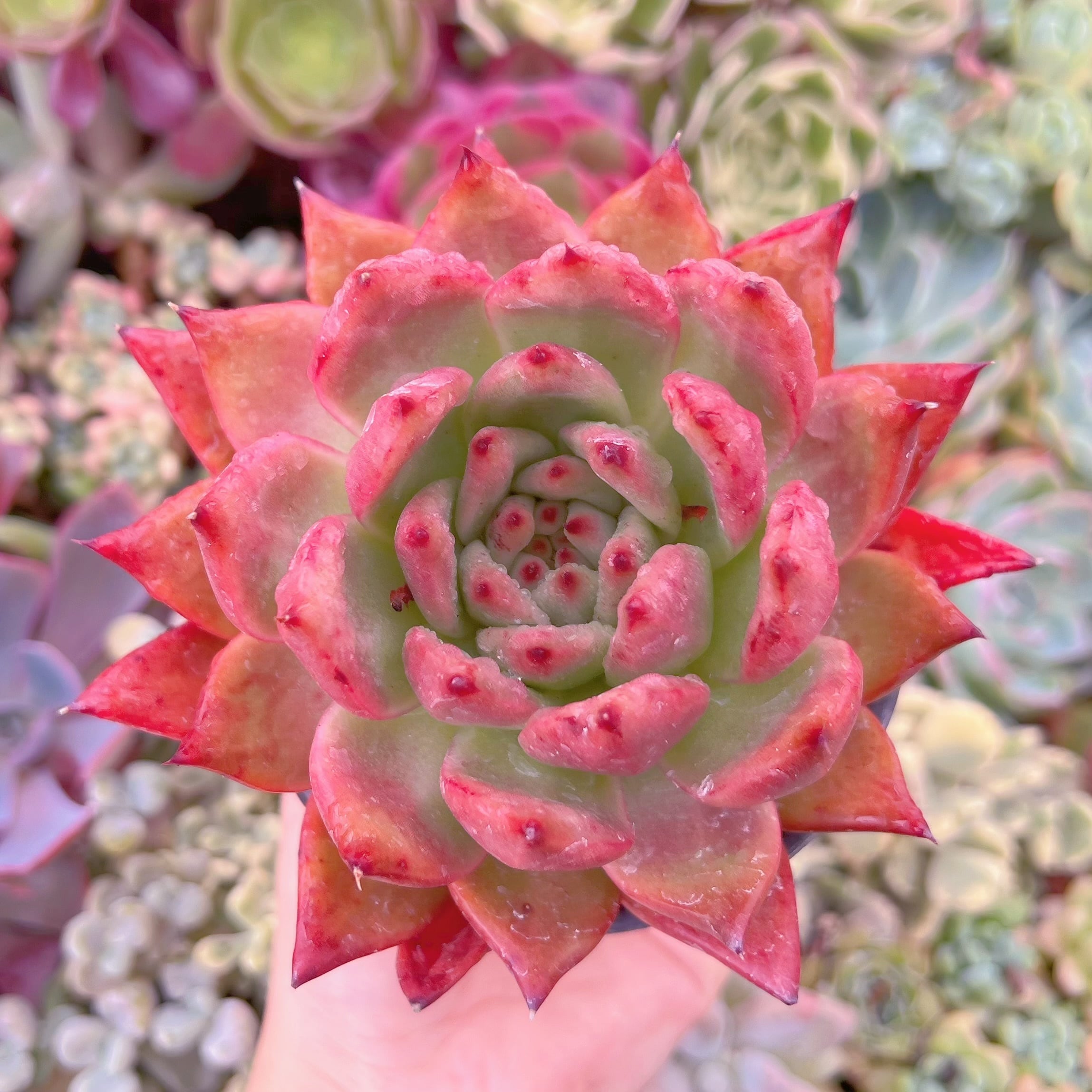 現品　アメストロー#688   大苗　るる農園