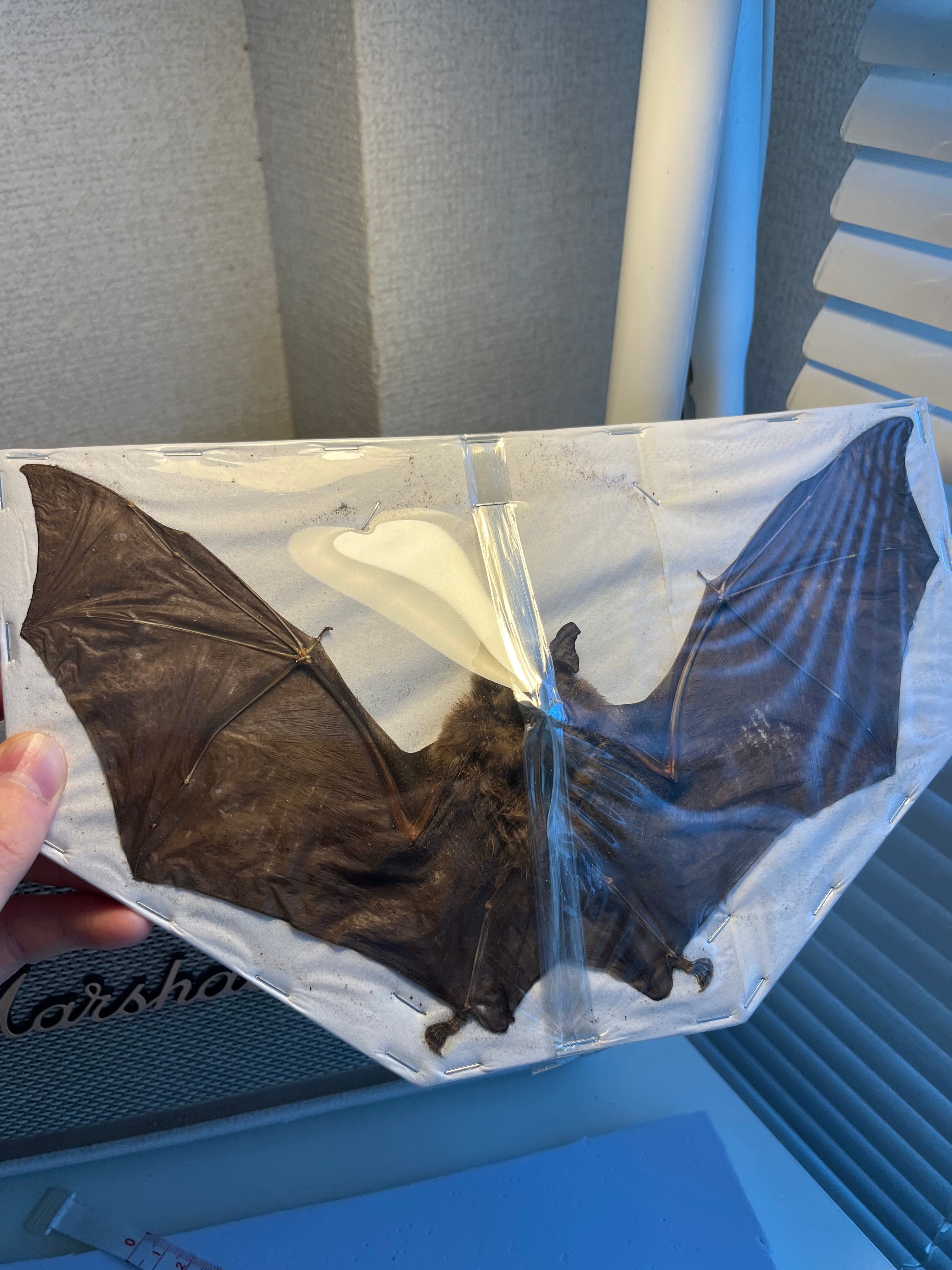 螽斯最大級】トゲキリギリス 標本 スパイニーロブスター ナナフシ