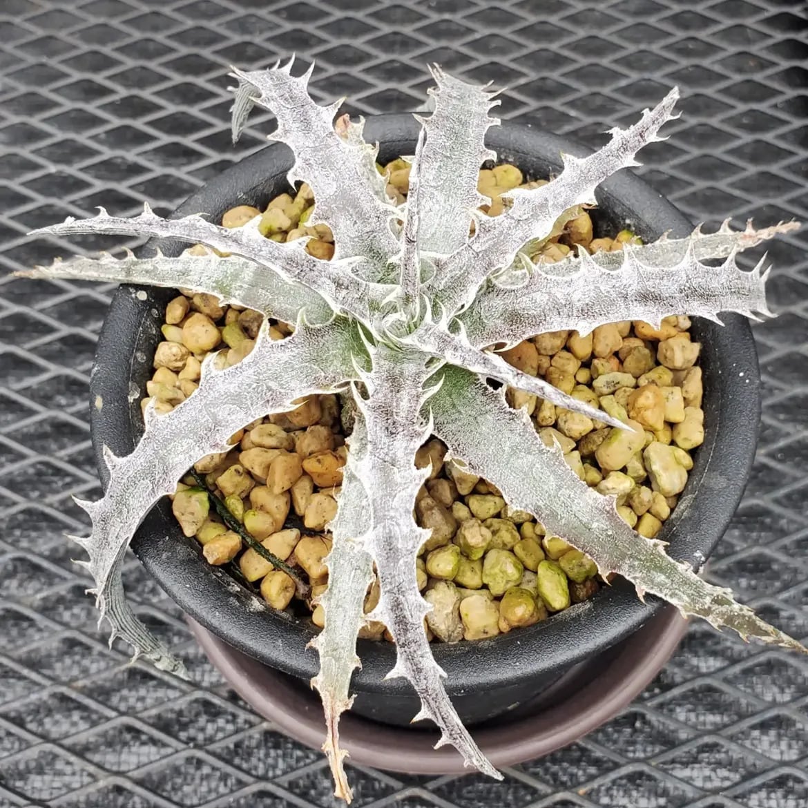 F00384_Aloe Hybrid（TCT）：アロエ・ハイブリッド（子株） | レア