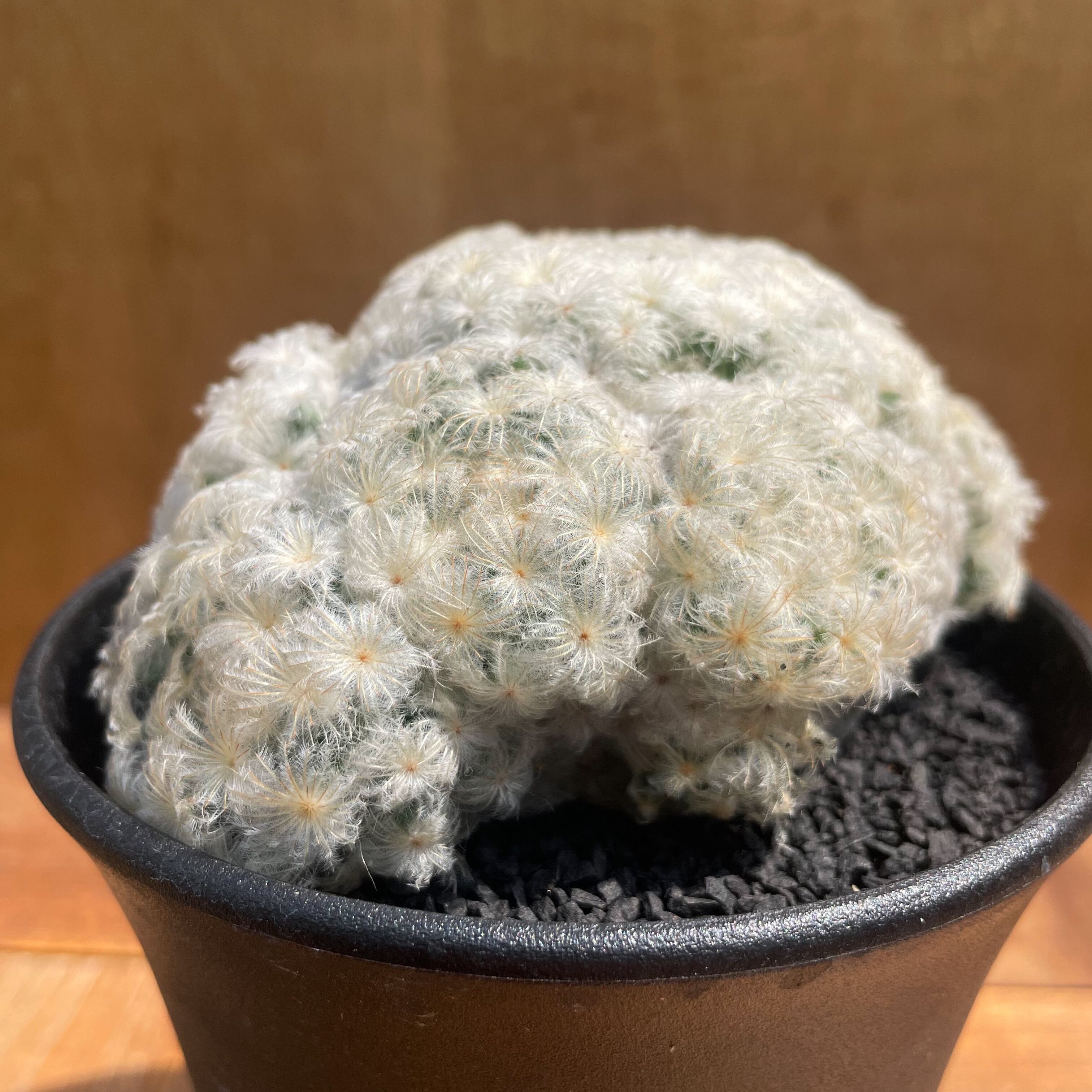 Mammillaria plumosa 【マミラリア・大型白星】 | RIMO'S GREEN