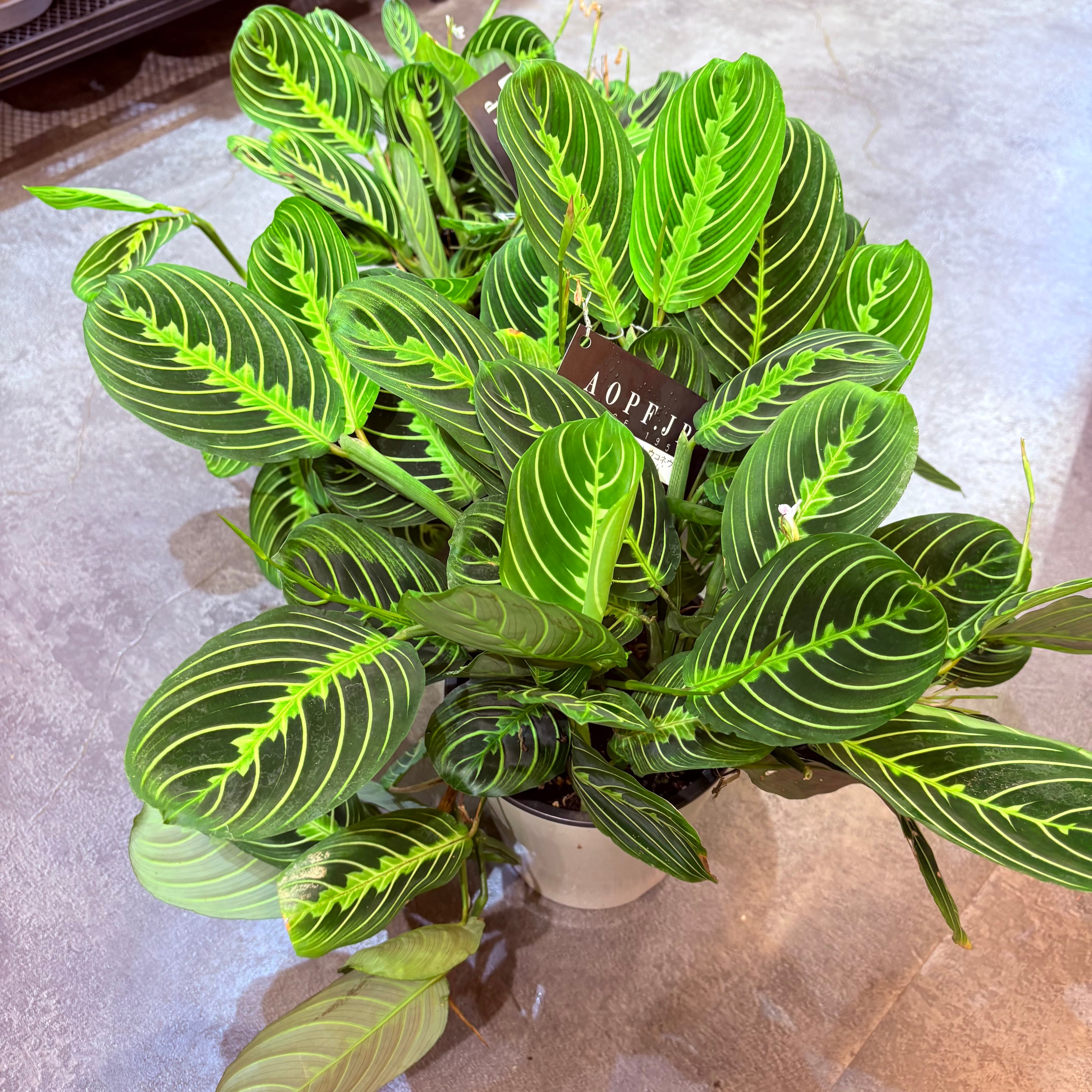 観葉植物 マランタ PLANCHU 観葉植物 マランタ ボスタス 6号鉢 受け皿付き 育て方説明書