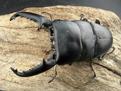 【WD】《パラワンオオヒラタクワガタ ロハス最北東部産 91.5mm ペア》