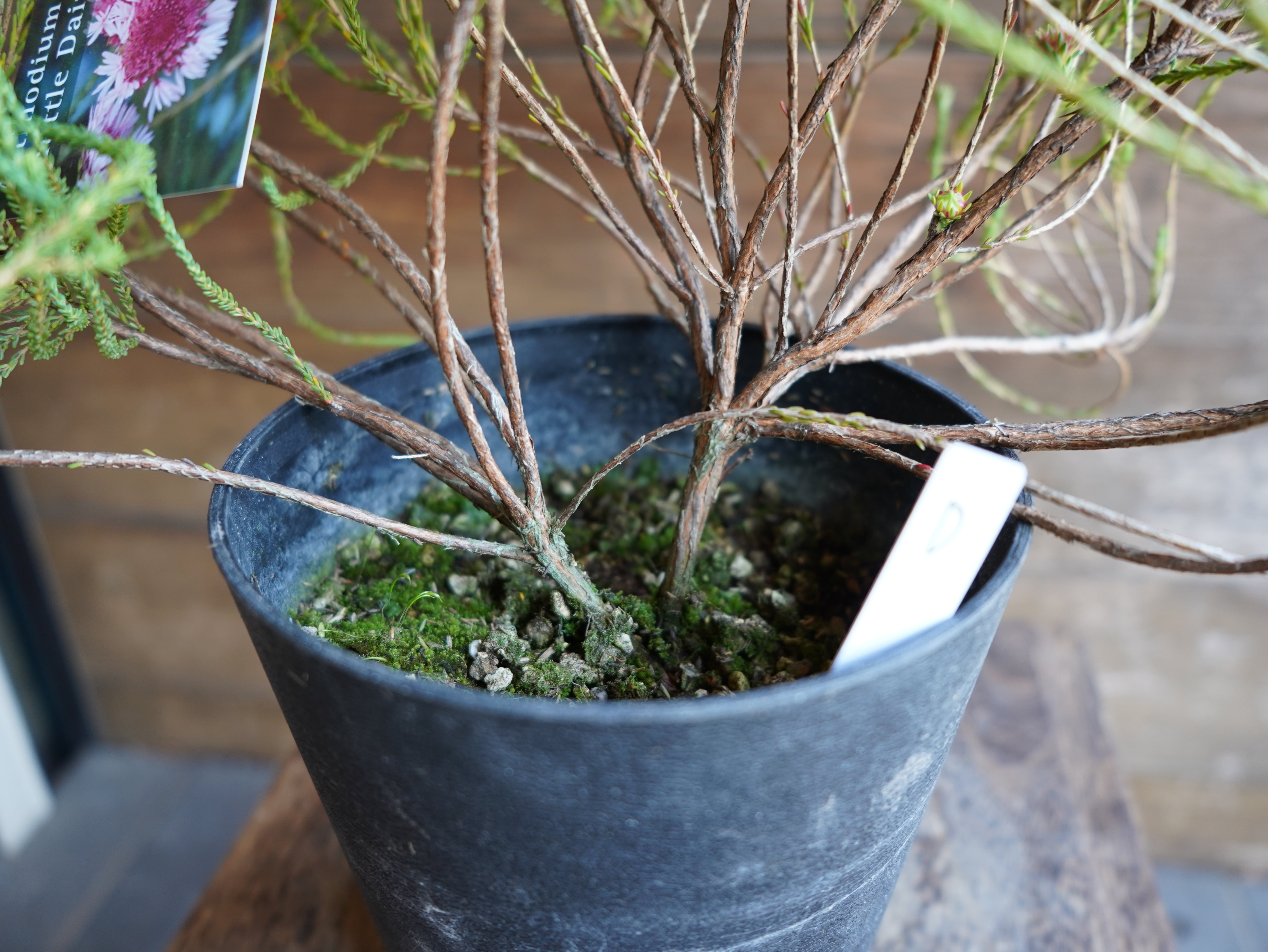 【現物】アクチノジウム　”シャトルデイジー”　D