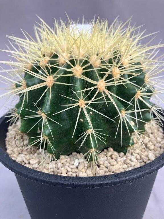 多肉植物 | 日本ライン花木センター