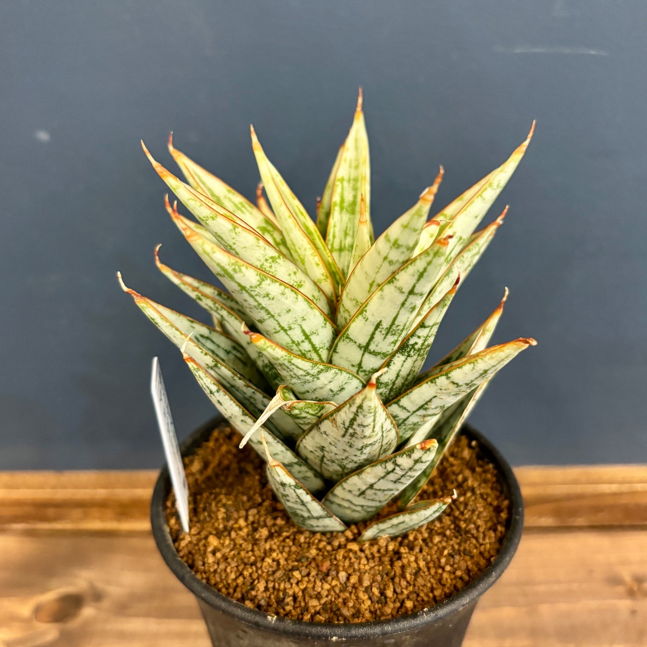 サンスベリア(サンセベリア)　マルガリータ【008】