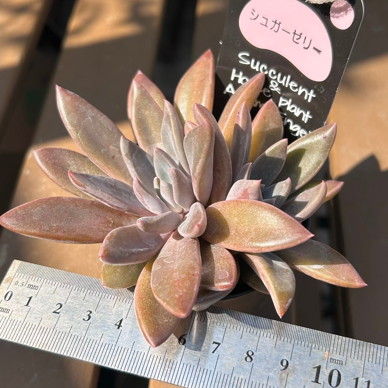 シュガーゼリー | RuPo 多肉植物専門店