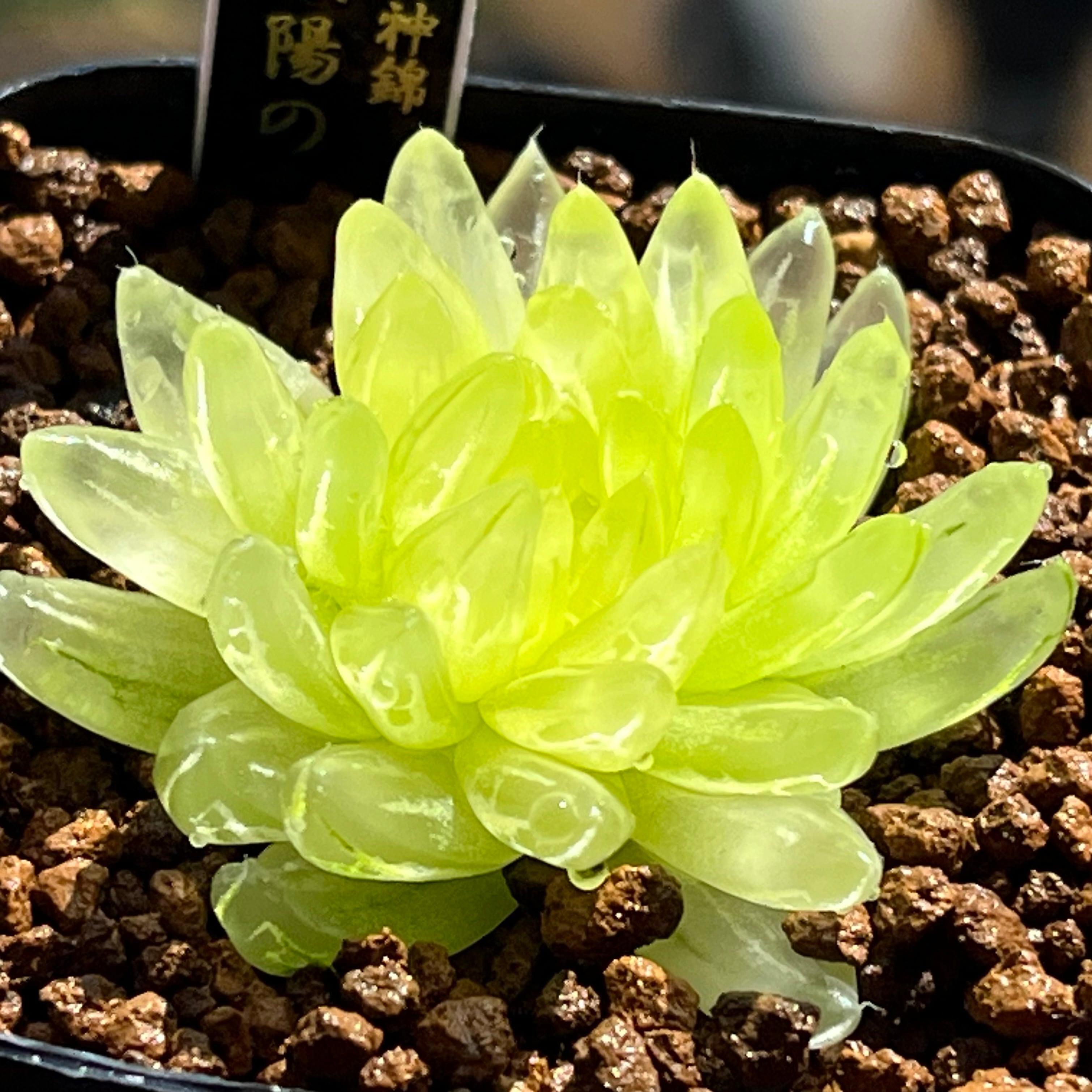 ハオルチア 黒玉露錦 ローズゴールド | mocono_plants