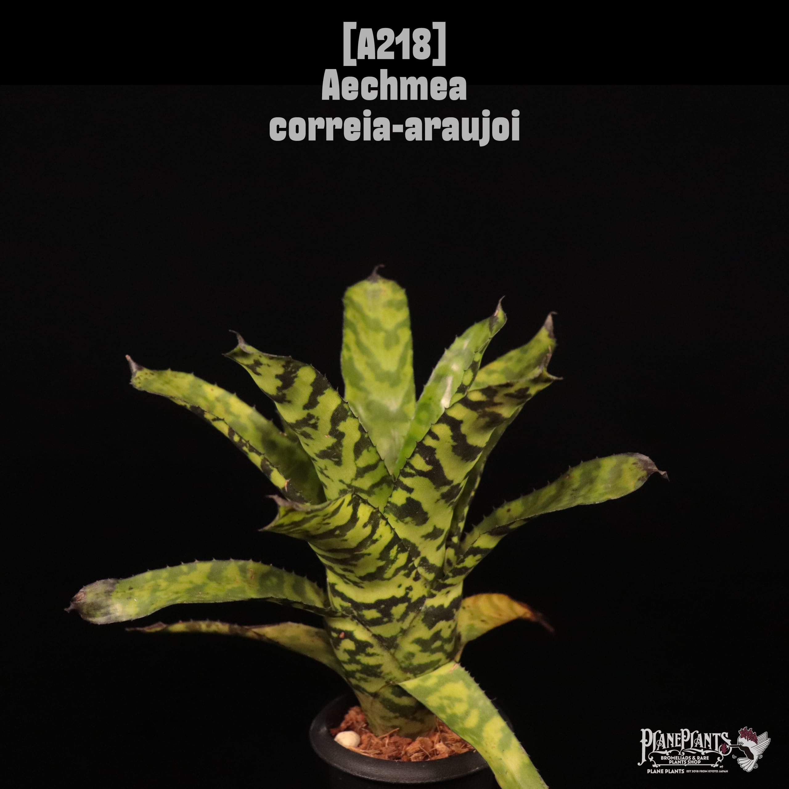 Aechmea correia-araujoi〔エクメア〕A218