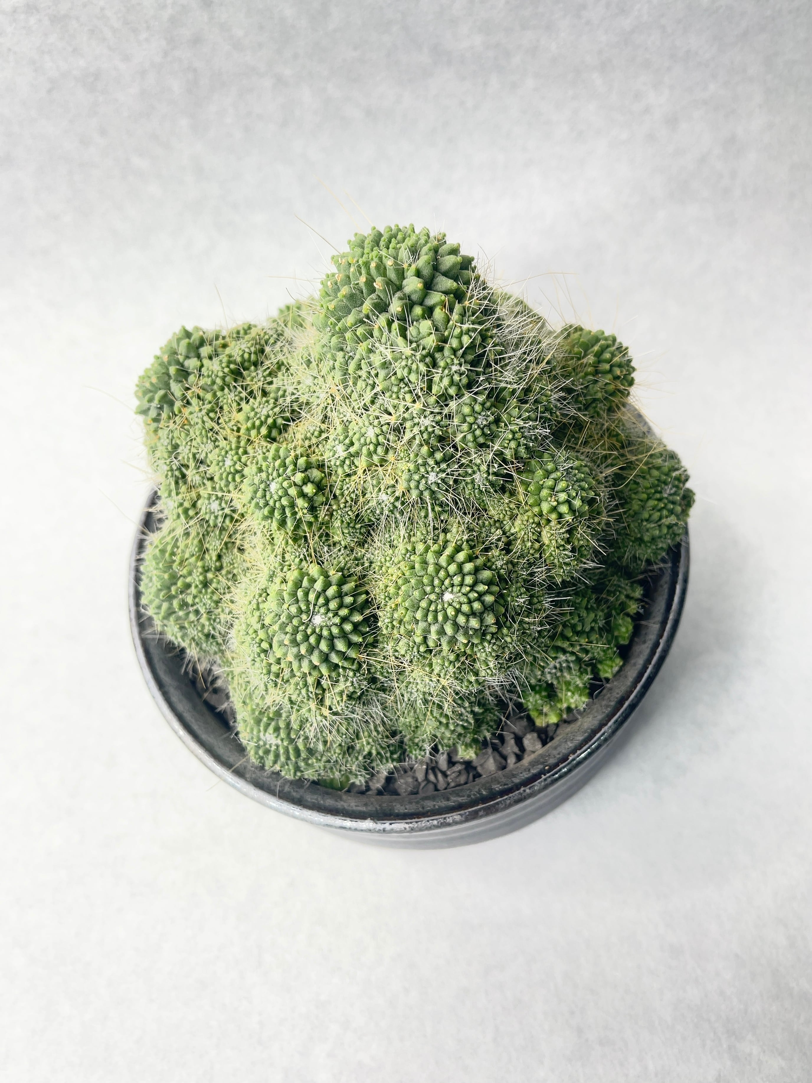 マミラリア・ピコモンスト | trigger