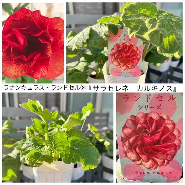 ラナンキュラス・ランドセルシリーズ⑧『サラセレネ　カルキノス』（3.5号）希少　人気　花苗　寄せ植え
