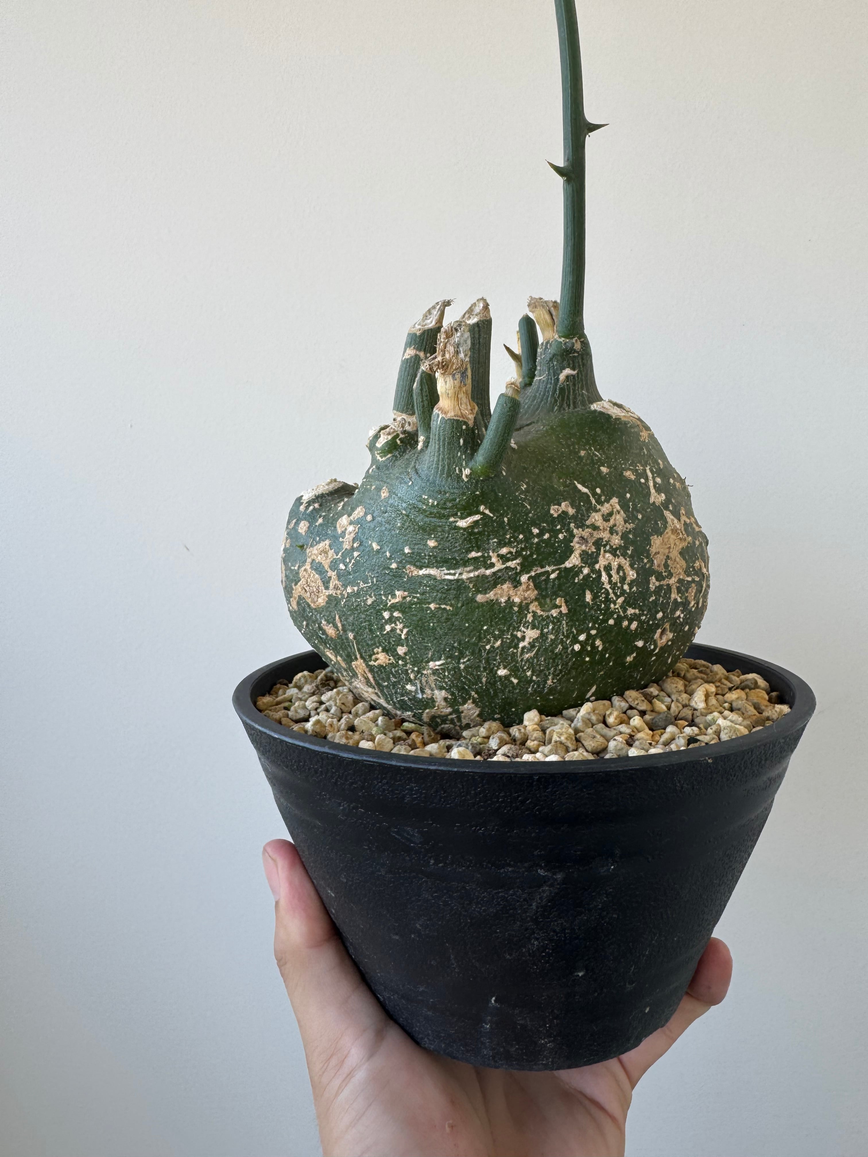 塊根植物 -caudex- | 青坊主-aobouzu-