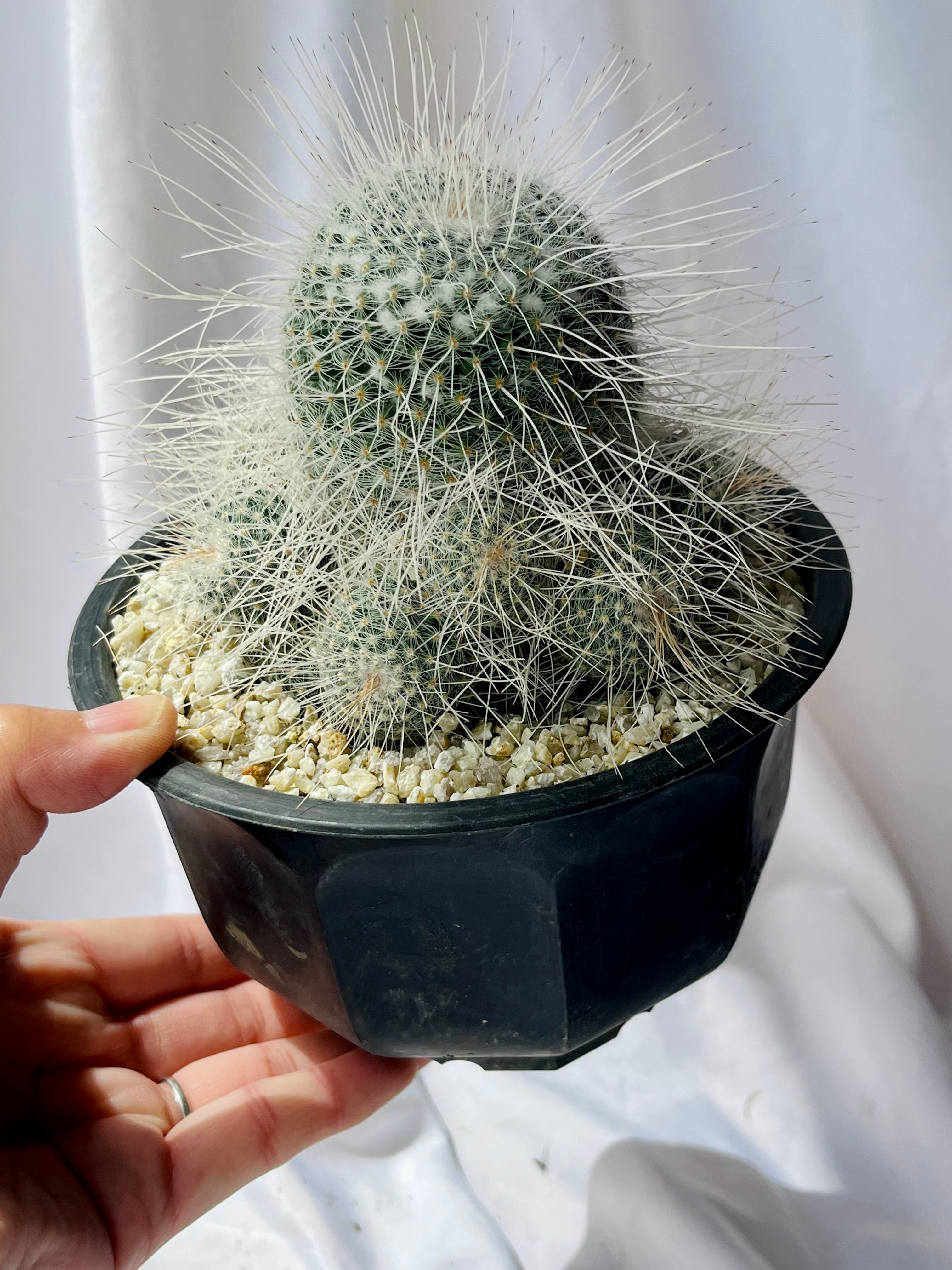 Mammillaria geminispina マミラリア 長刺白珠丸 サボテン | plants