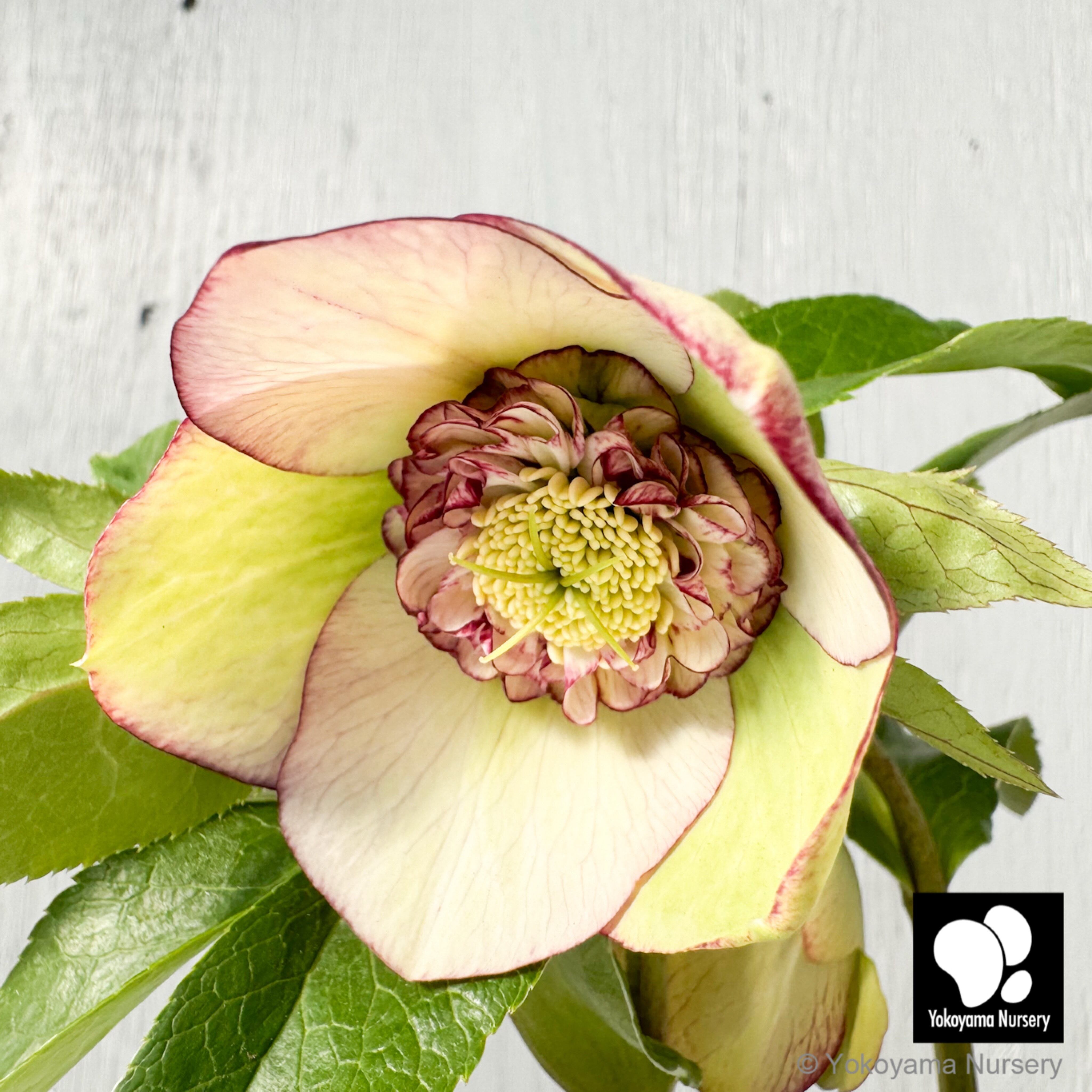 横山園芸 グリーンベインフラッシュ 開花株 現品 匿名発送 横山園芸