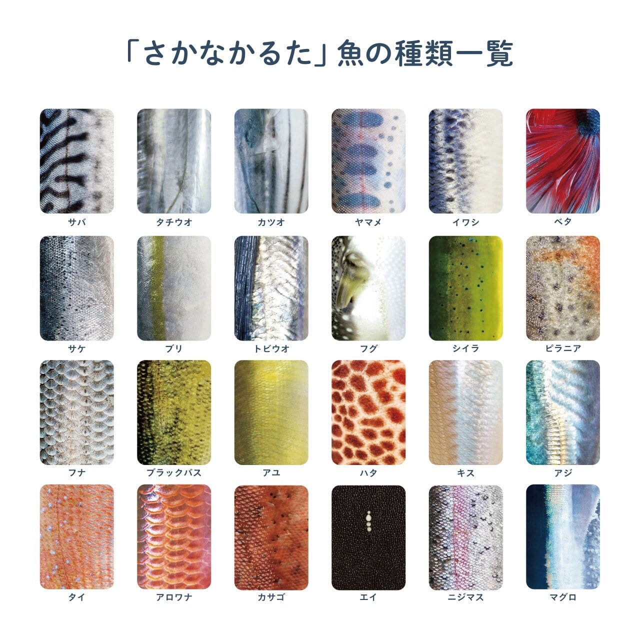 さかなかるた　５種セット 模様だけで魚種を当てよう！「さかなかるた」 | CAMP HACK STORE