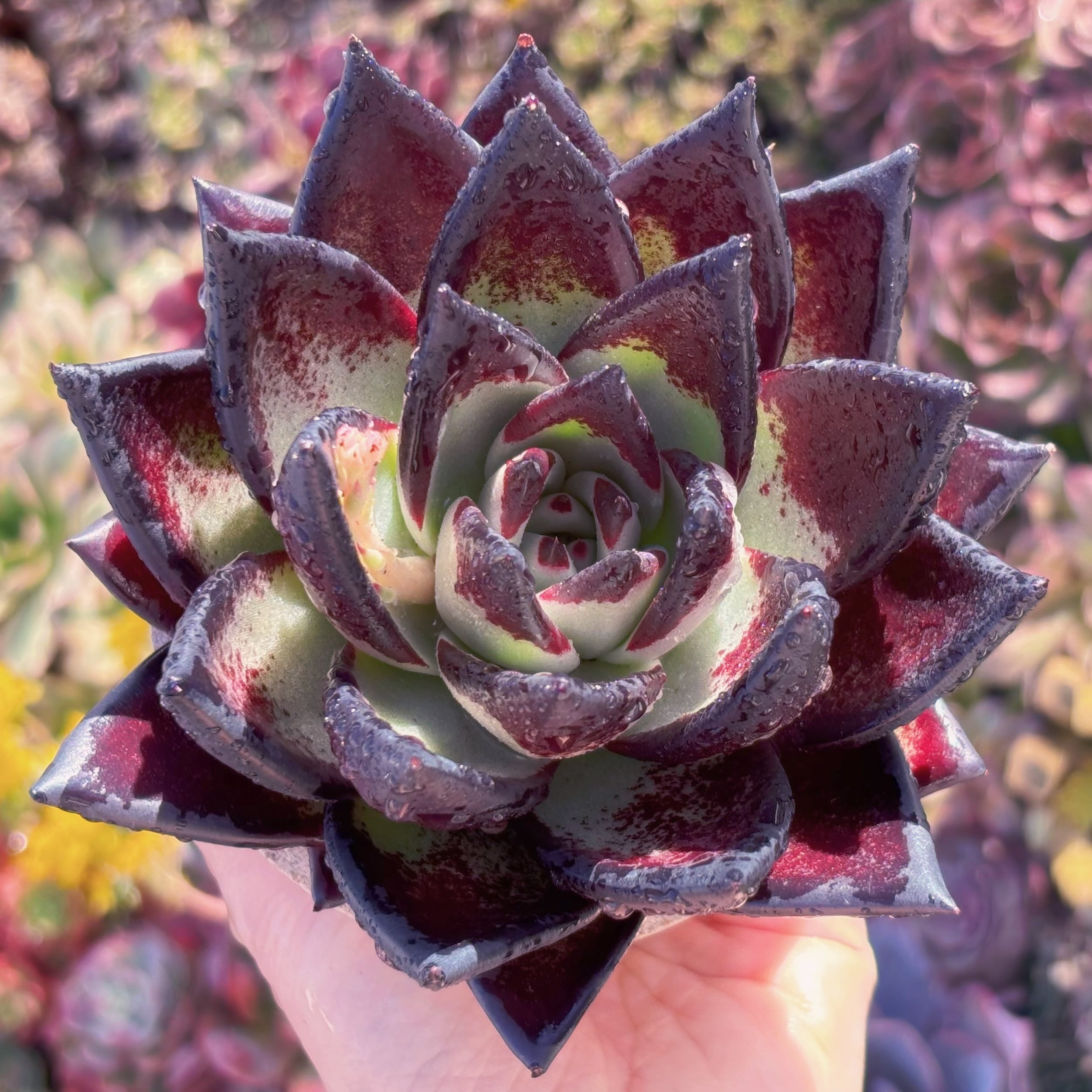 多肉植物 黒魔王 大苗 新入荷 るる農園 | るる農園~多肉植物専門