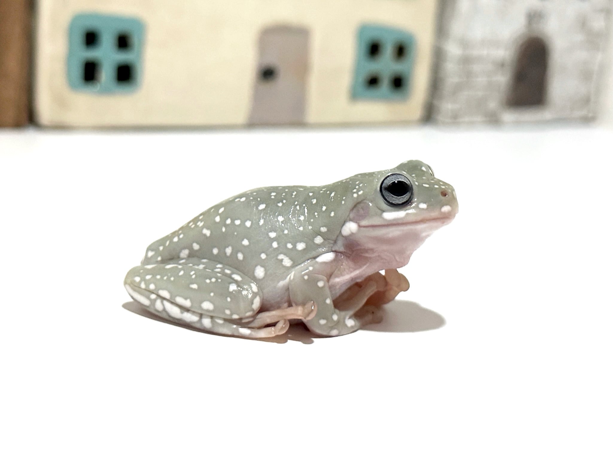 イエアメガエル ブルー 1匹