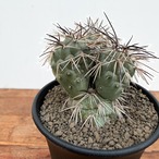 Tephrocactus alexanderi【テフロカクタス・アレキサンデリ】