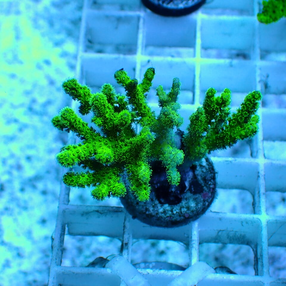 ミドリイシ | HOUSE REEF(ハウスリーフ)サンゴ・海水魚・海藻・通販