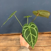 アンスリウム magnificam 'Silver' × (Michell × Zara F3)【46】