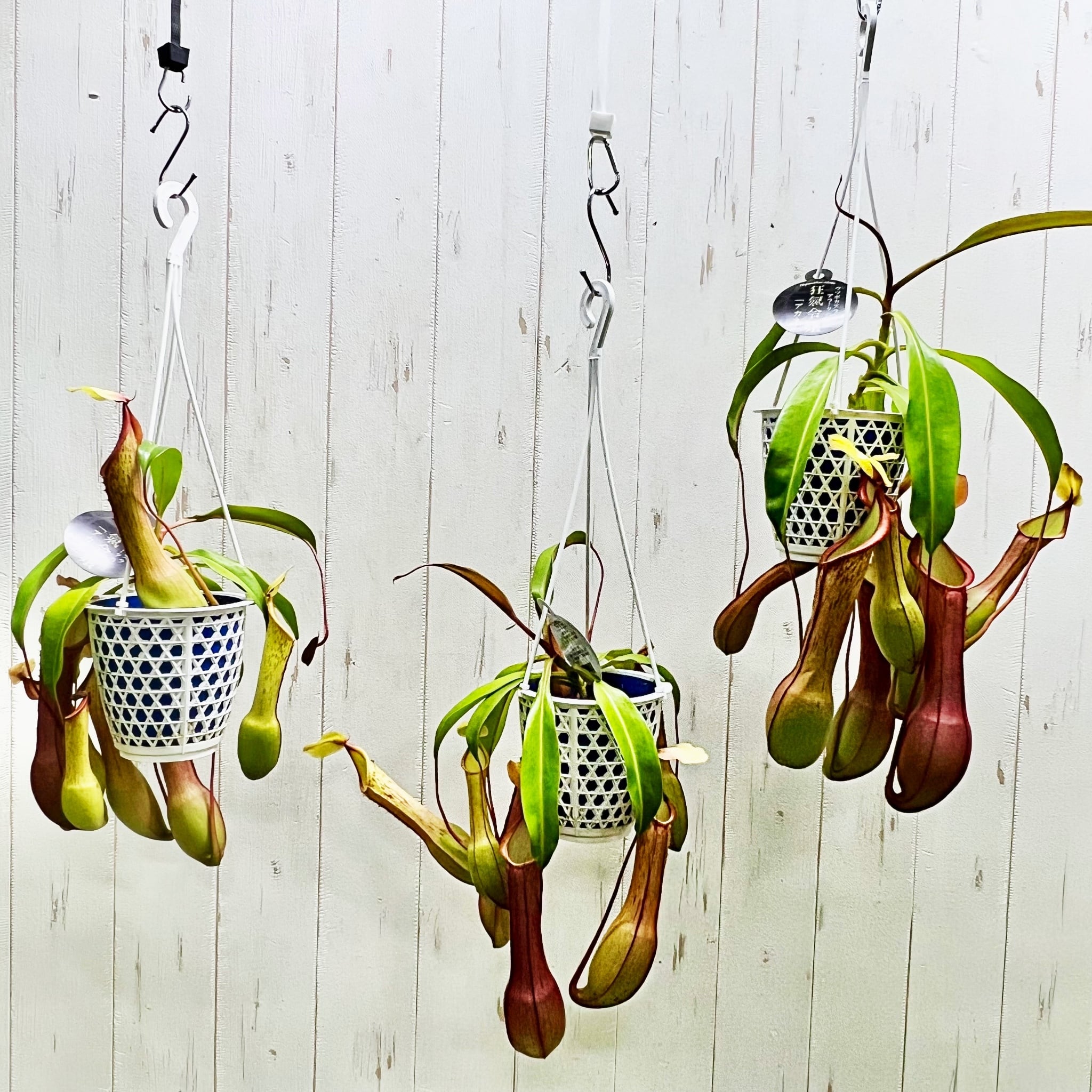 食虫植物 ウツボカズラ（ネペンテス アラタ）4〜4.5号吊り鉢｜袋が