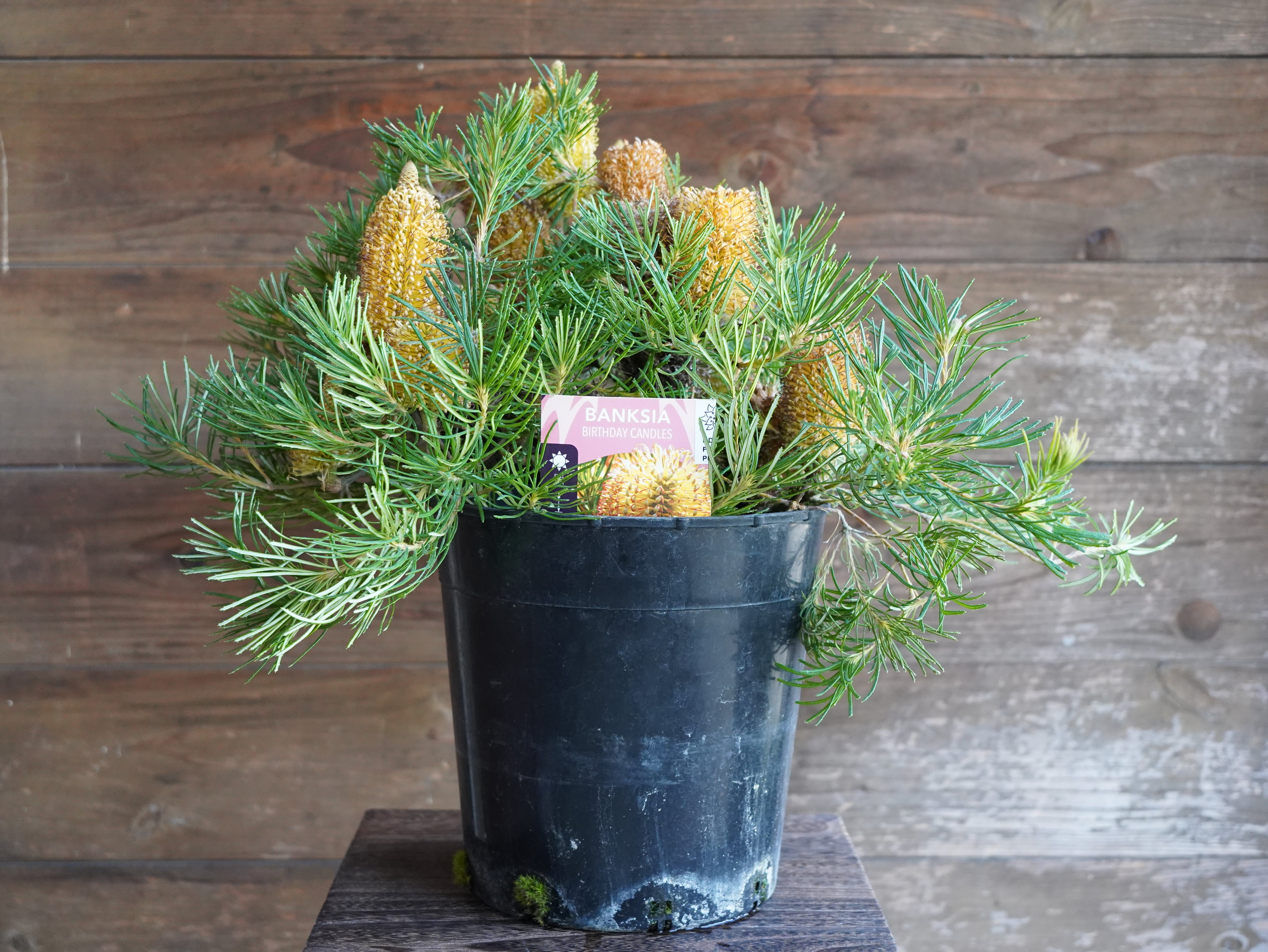 【現物】バンクシア　”バースデーキャンドル”　