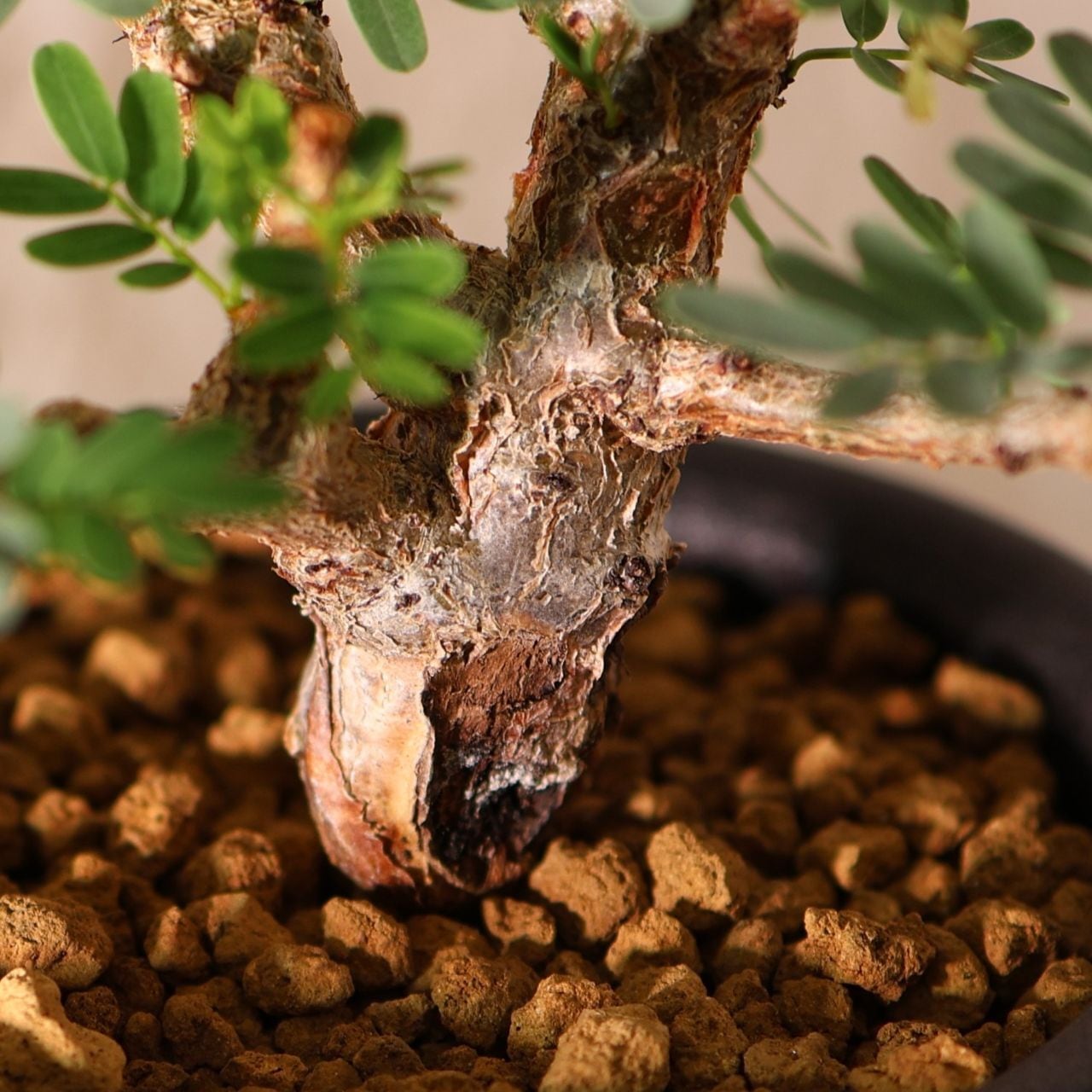 228『センナ メリディオナリス senna meridionaris』＿観葉植物【送料